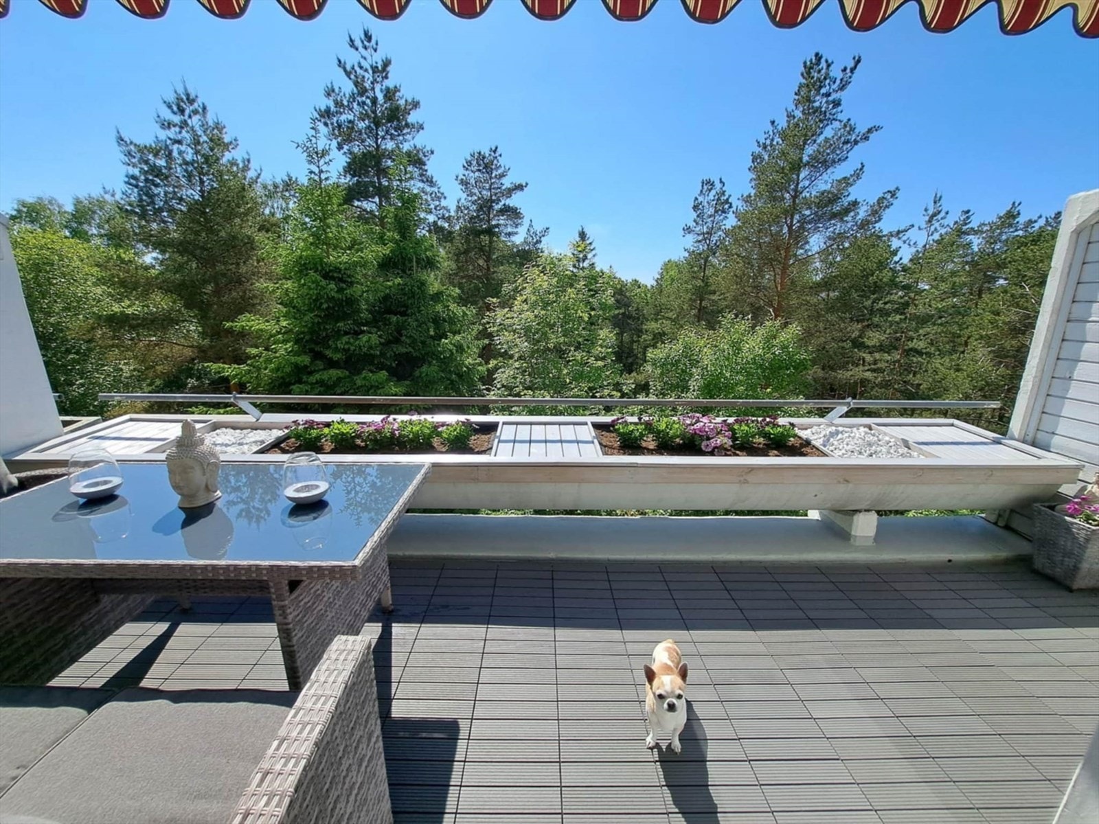 Sommerbilde av balkongen (Hunden er ikke inkludert i salget) Selgers bilde Galleribilde