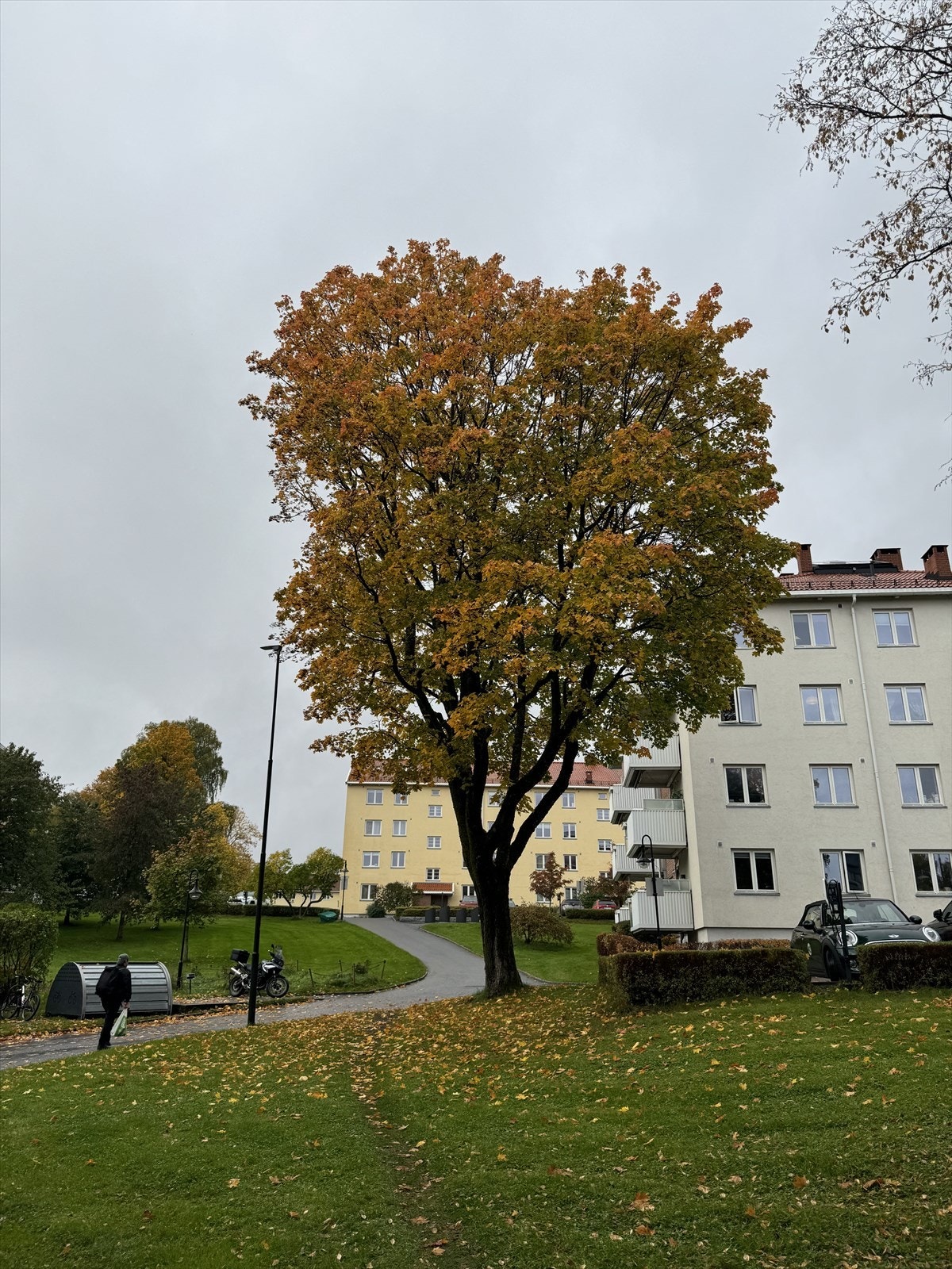 Selgers bilde fra sommertid Galleribilde