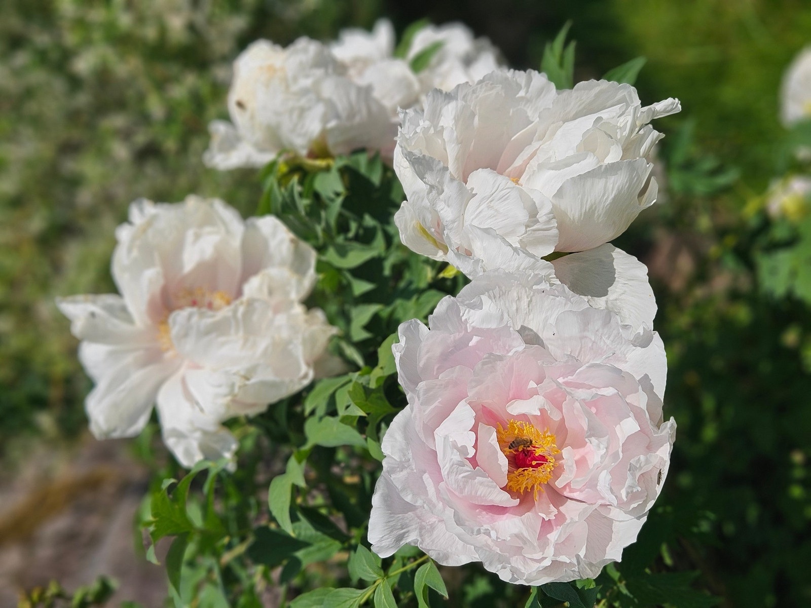 Bilde tatt av selger Galleribilde