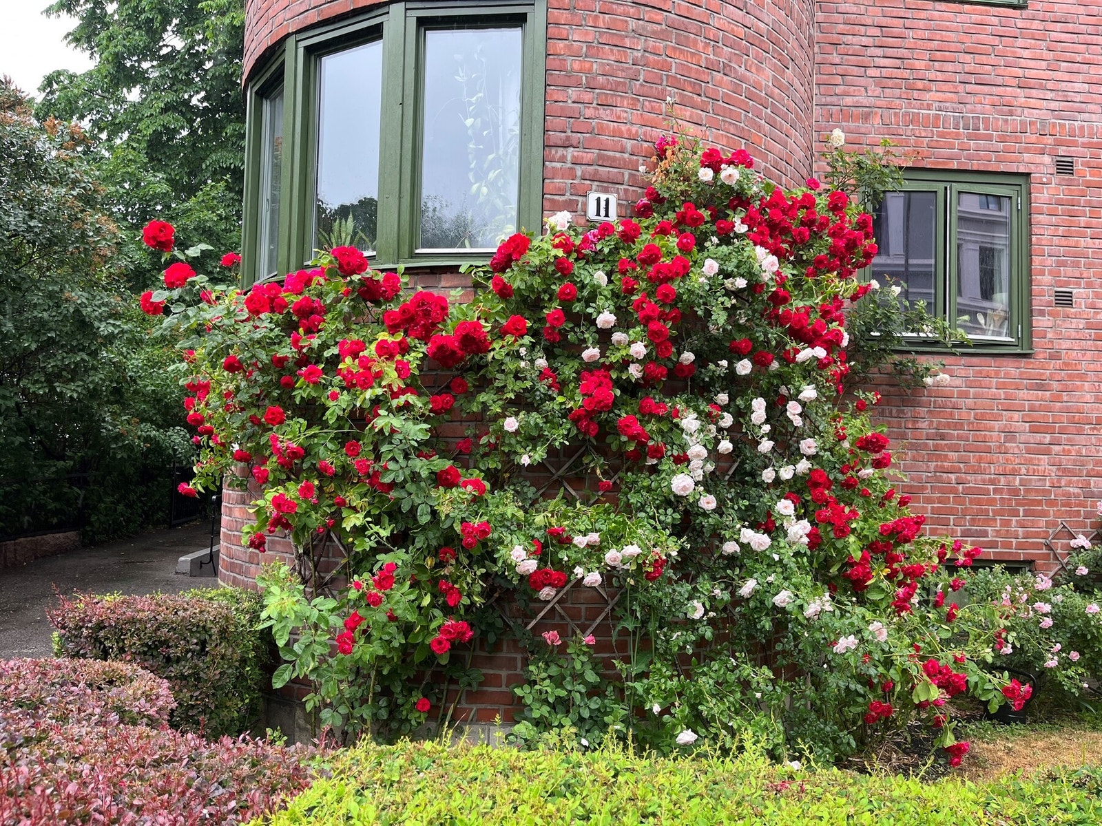 Selgers private bilde sommerstid. Nydelig rosebusk foran leiligheten, samt frodig og tett beplantning mellom byggene. Galleribilde