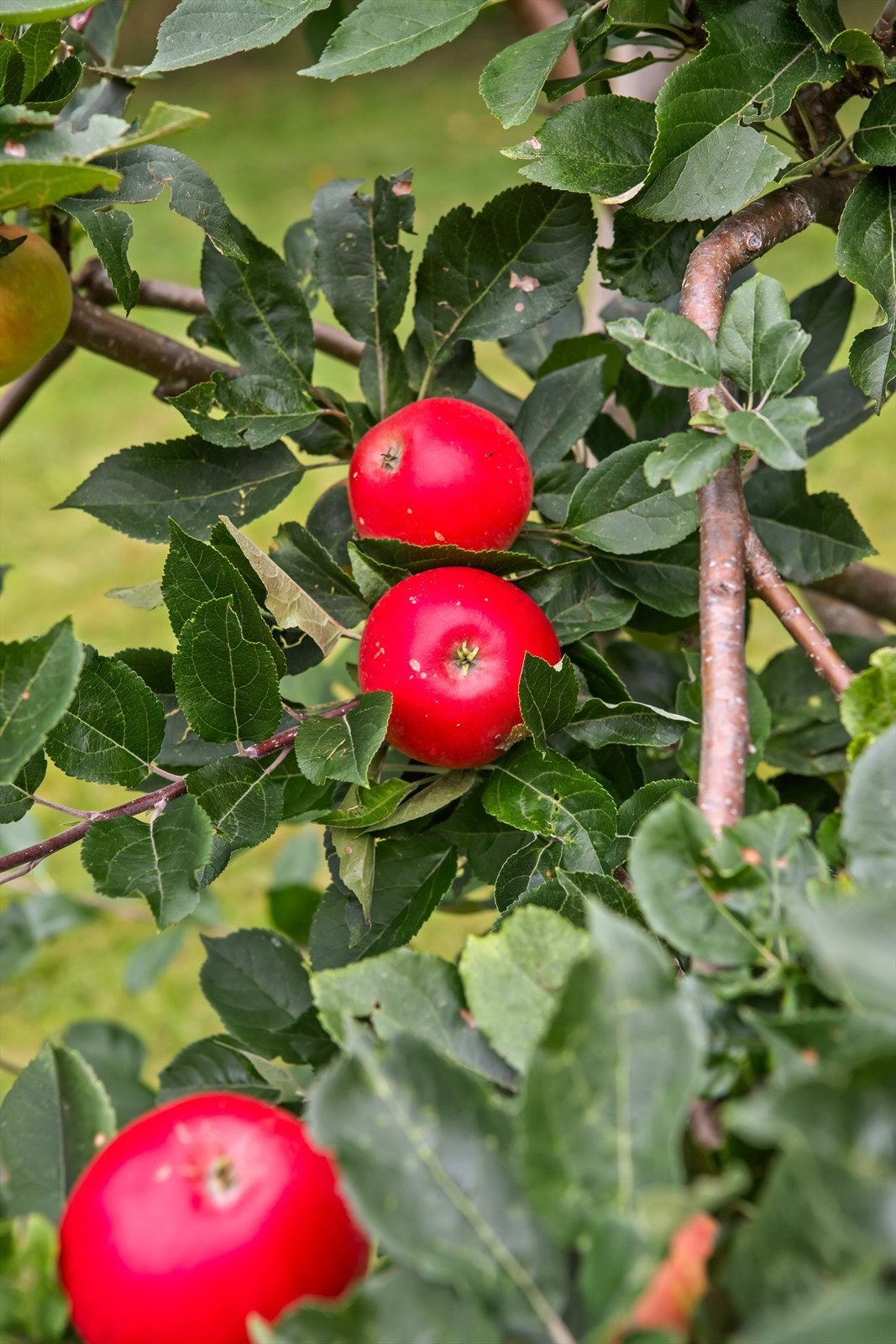 Hent epler fra egen hage. Galleribilde