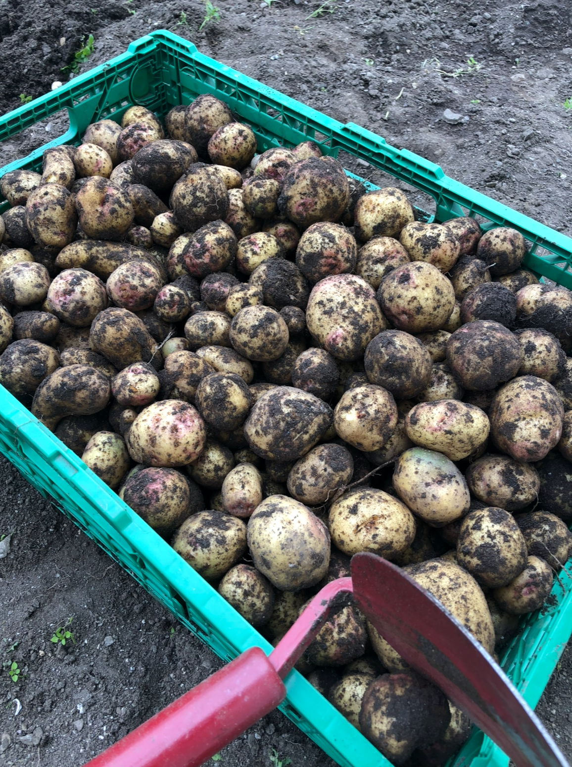 Egen dyrking i hagen. Privat foto. Galleribilde