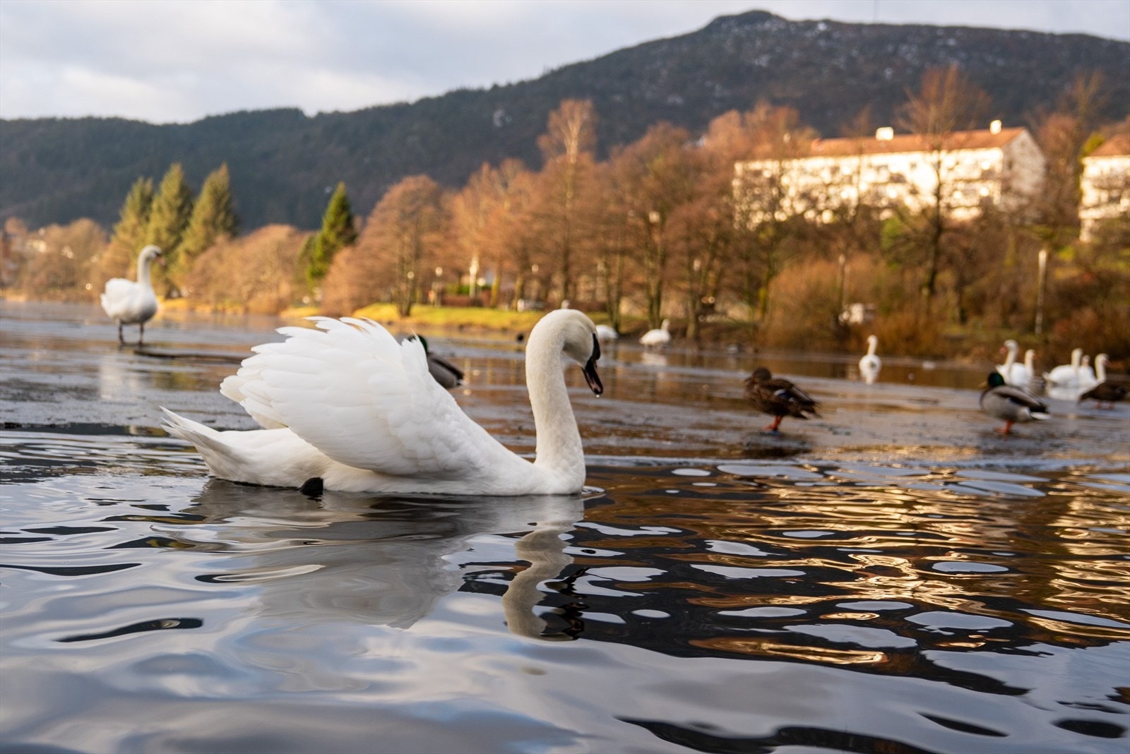 Området rundt Tveitevannet byr på flotte turmuligheter med stier som passer både for rolige spaserturer og lengre løpeturer. Her finner man vakker natur, idylliske vannkanter og fine områder for lek og rekreasjon. Galleribilde