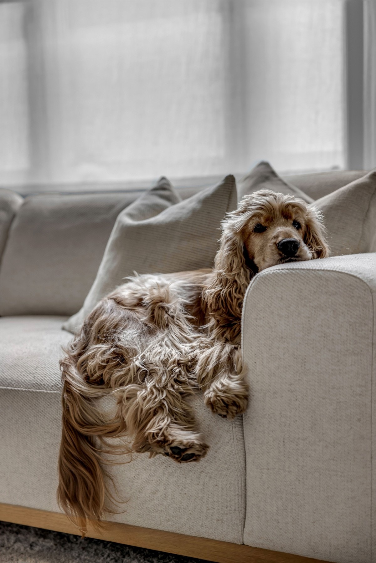 Dyrehold er tillatt. Galleribilde