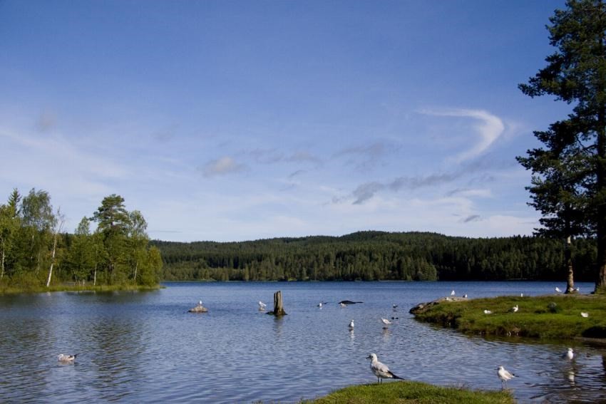 Sognsvann er et yndet badested om sommeren. Om vinteren er det ski og skøyter som gjelder. (selgers bilde) Galleribilde