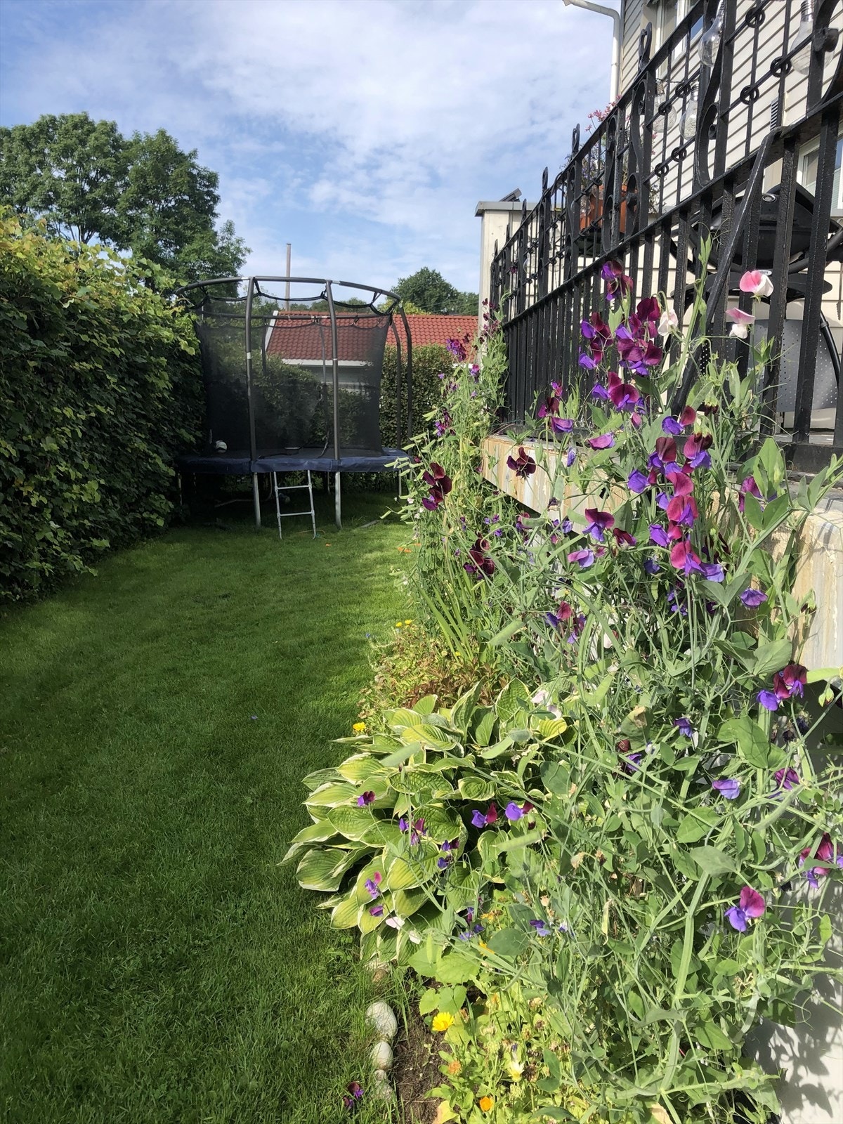 Sommerbilde fra hagen (selgers bilde) Galleribilde