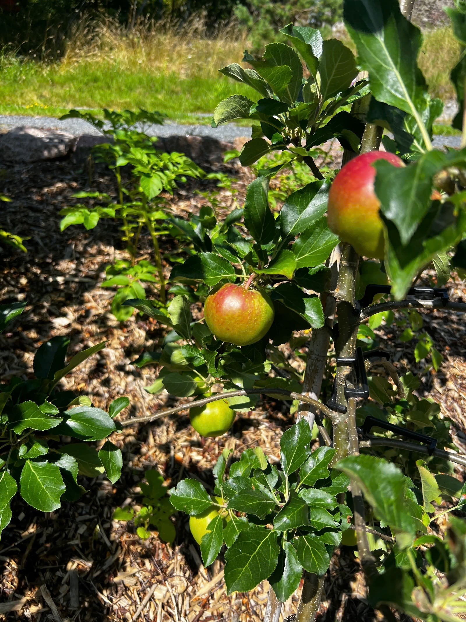 Epletre i hagen gir mulighet for egen frukt i sesongen Galleribilde