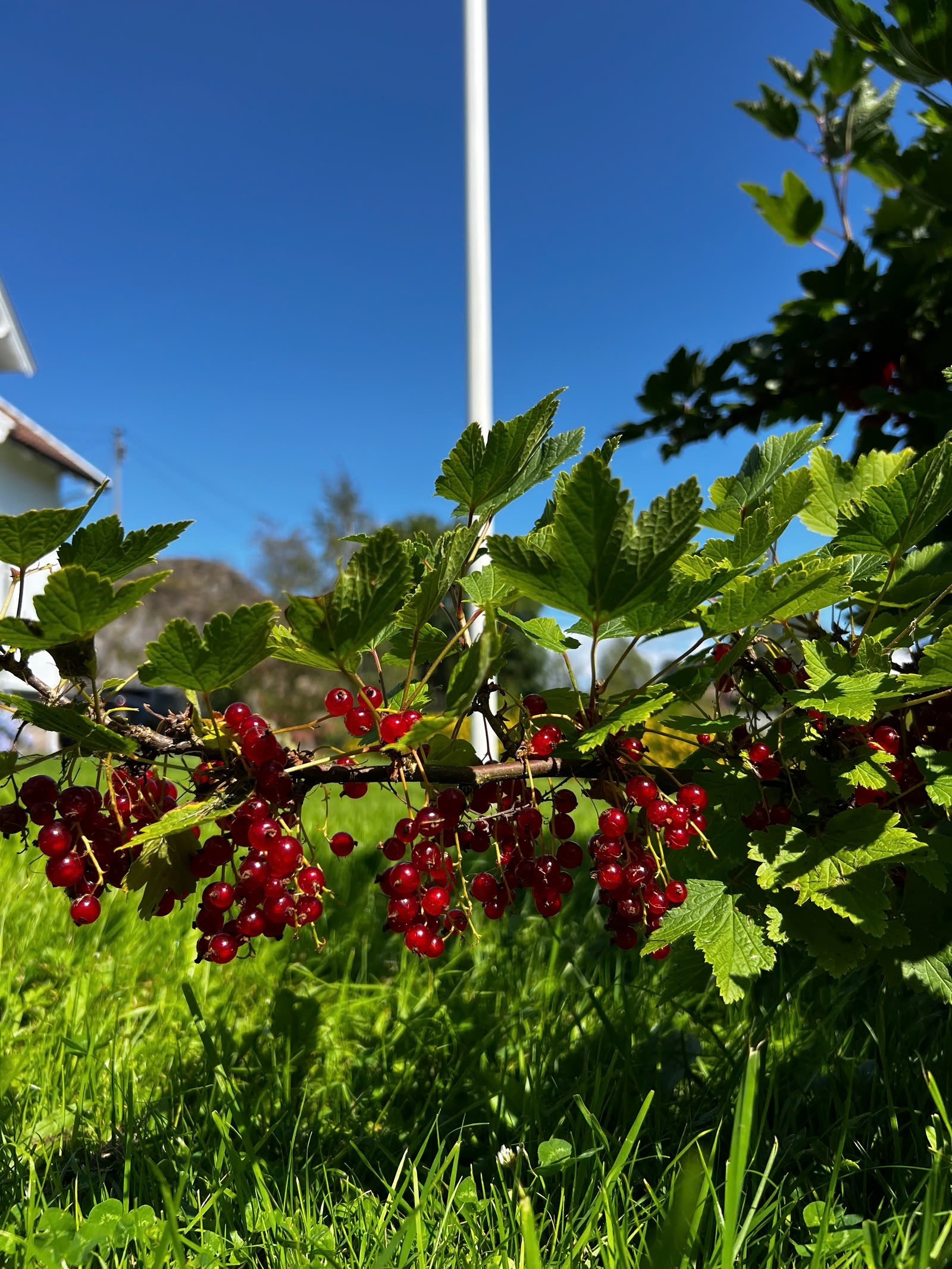 Hagen har også bærbusker som gir sommerens smak rett utenfor døren Galleribilde