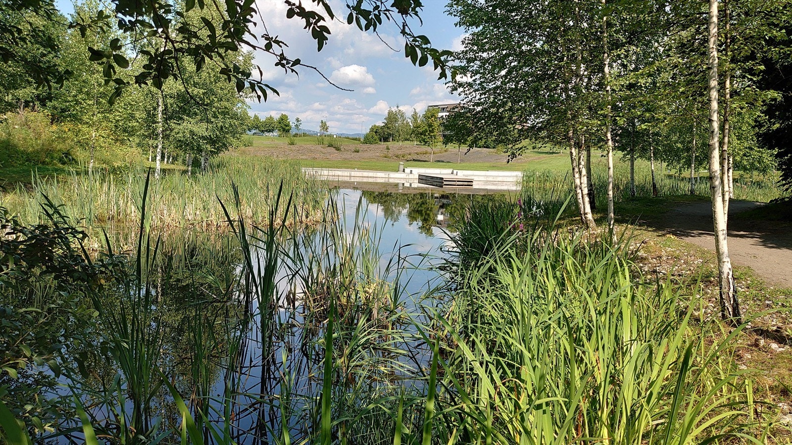 Sommerfulgdammen Galleribilde