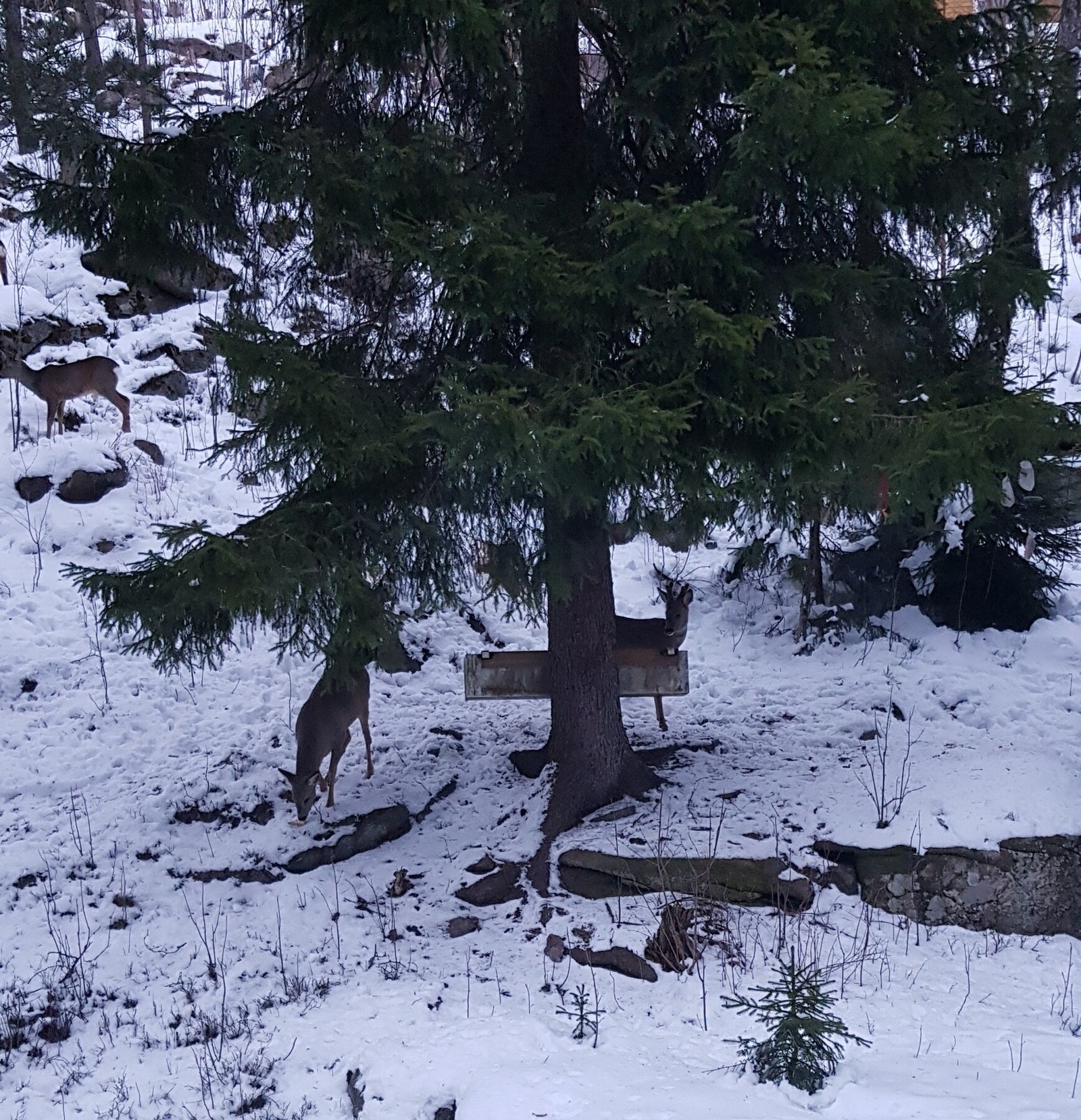 Fra soveromsvindu kan man rett som det er se rådyr. Privat bilde. Galleribilde