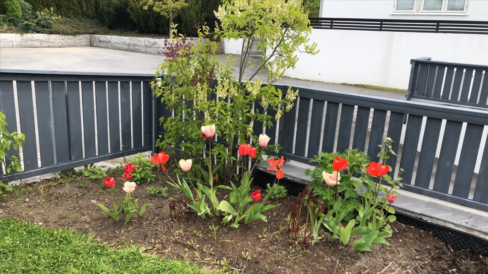 Pent opparbeidet hage med beplantning Galleribilde