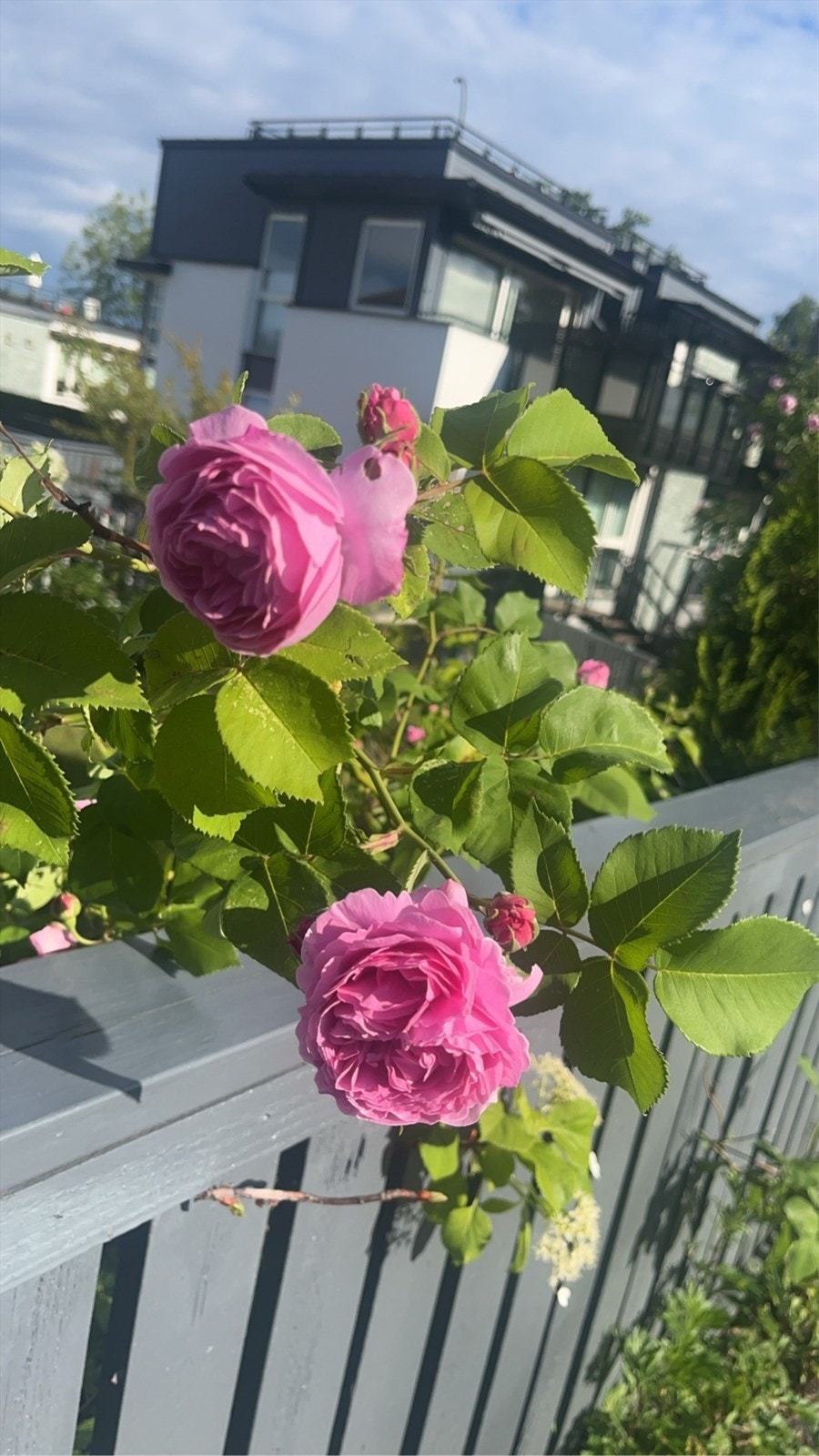 Stemningsbilde fra sommerhalvåret med beplantning Galleribilde