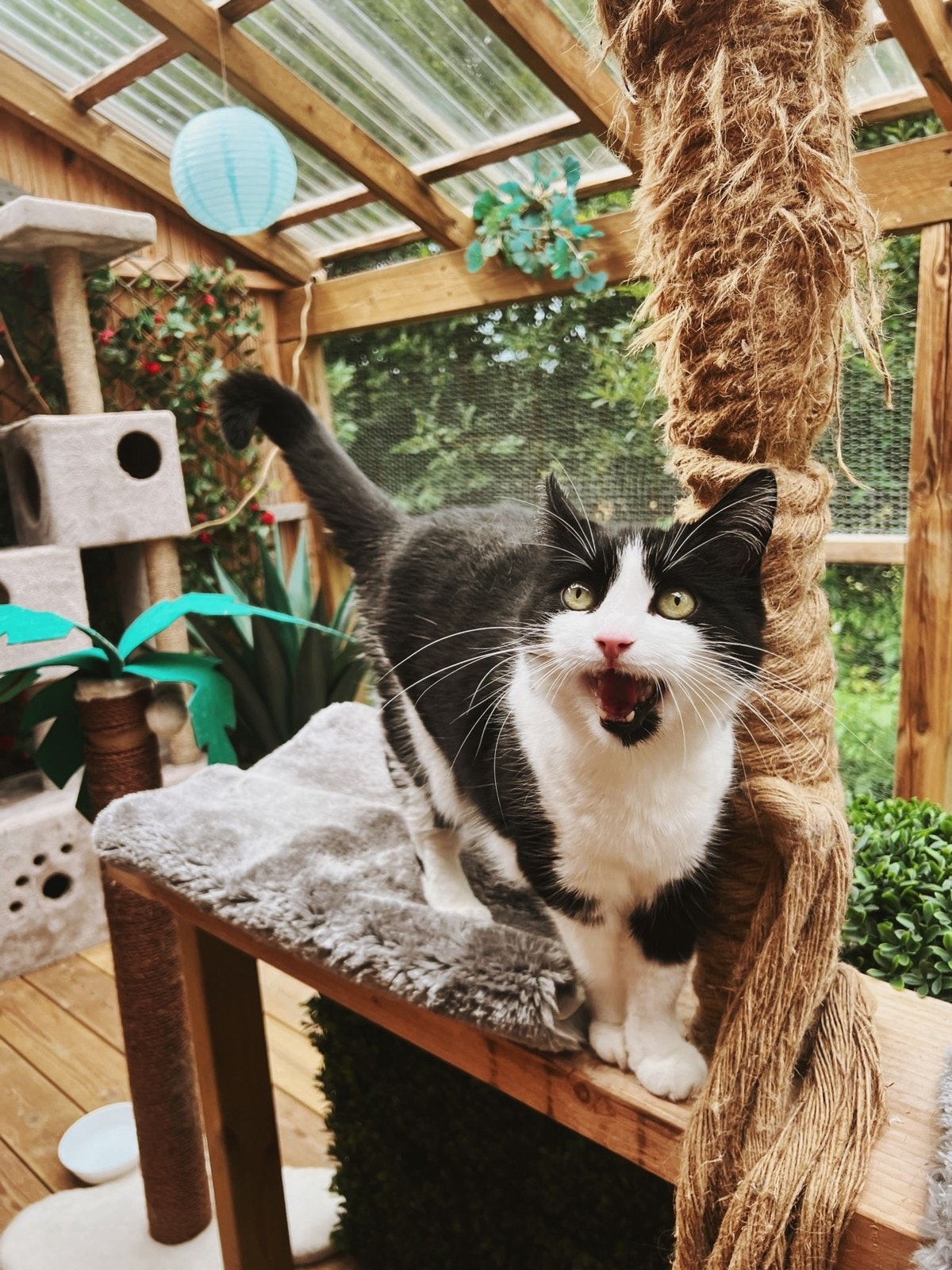 Bilder fra kattehotellets facebookside Galleribilde