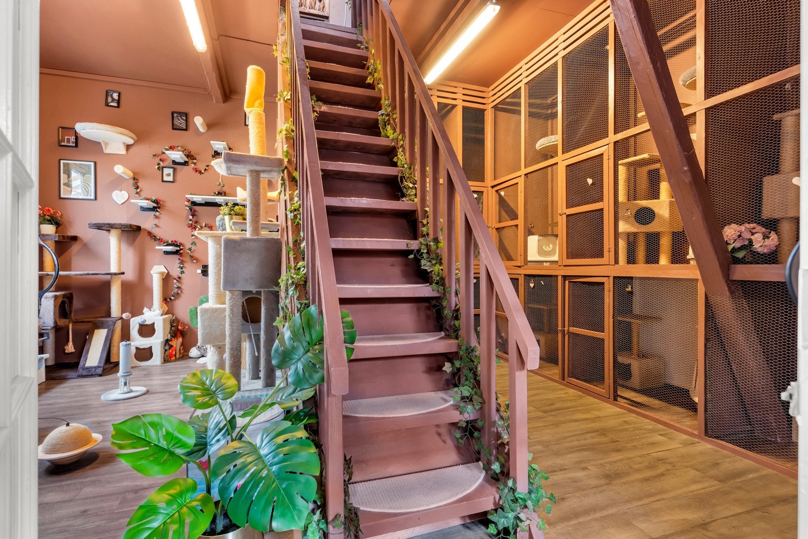 Det er plass til 25 katter Galleribilde