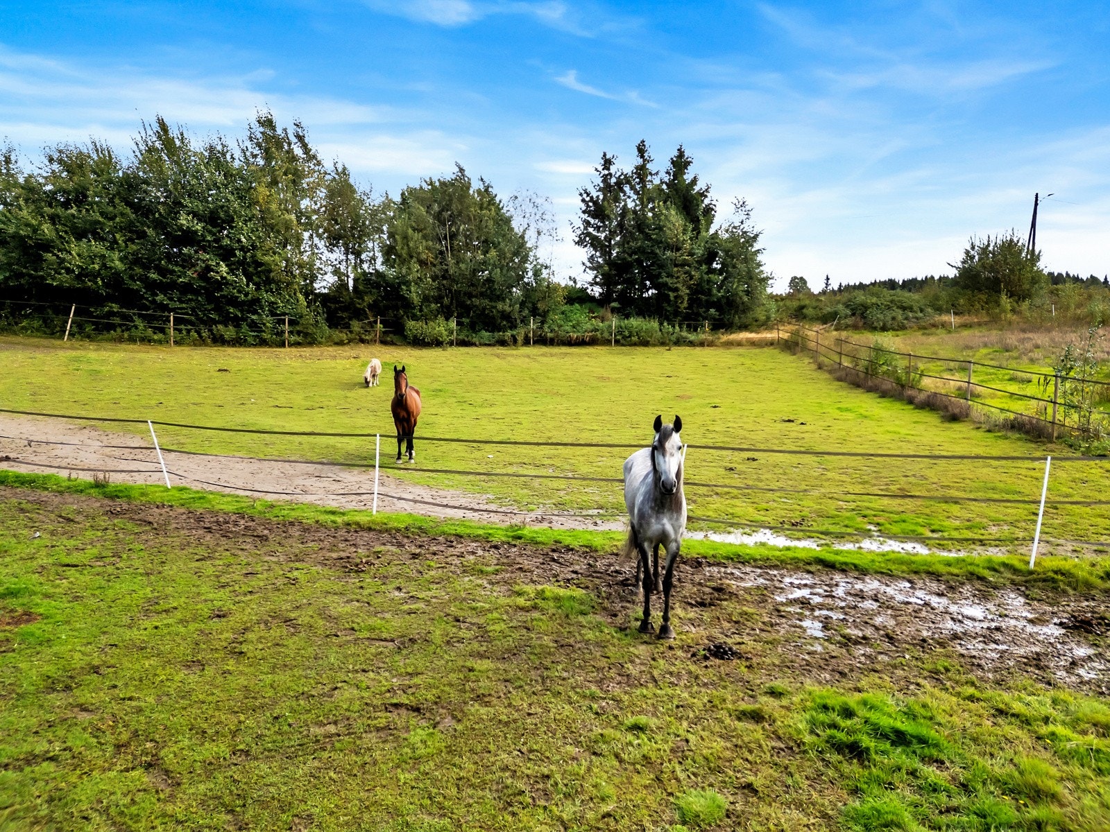Perfekt for hestene Galleribilde