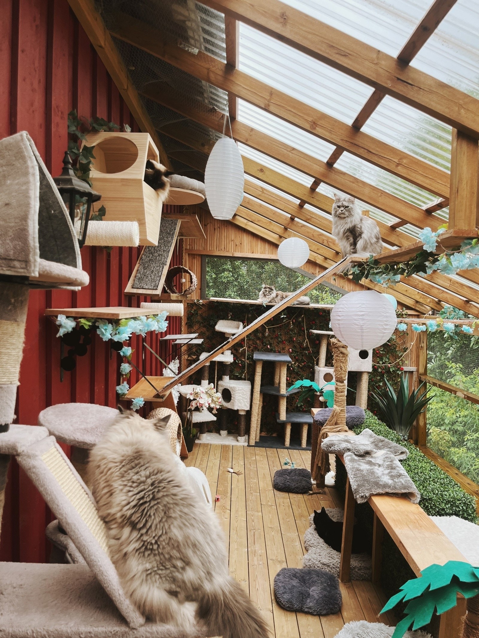 Kattene har eget uteområde hvor de trygt kan gå rundt Galleribilde