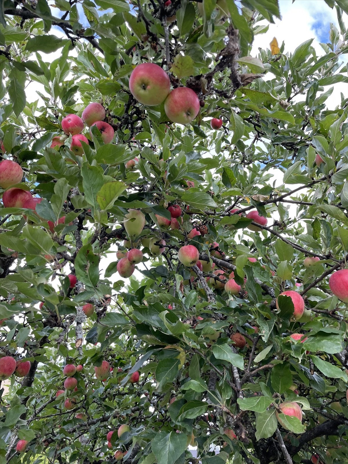 Sommerbilde fra selger. Galleribilde