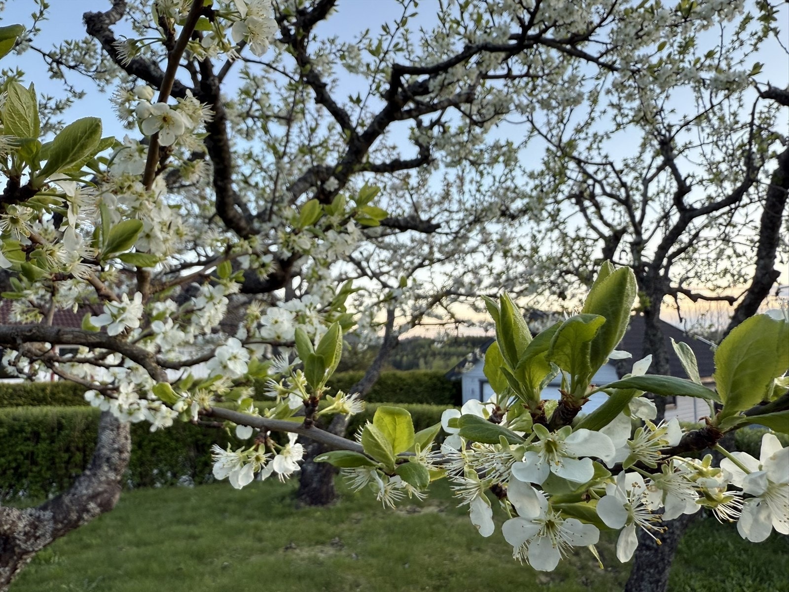Plommetre i full blomst. Galleribilde