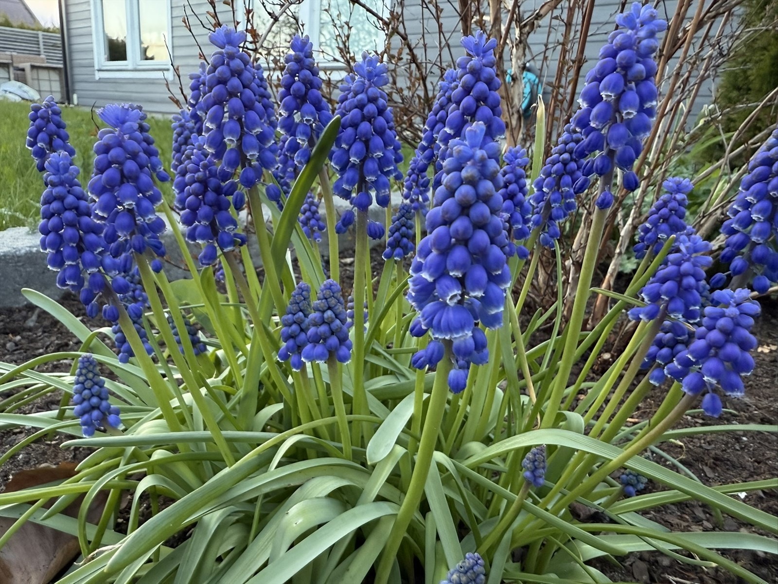 En flott og frodig hage. Galleribilde