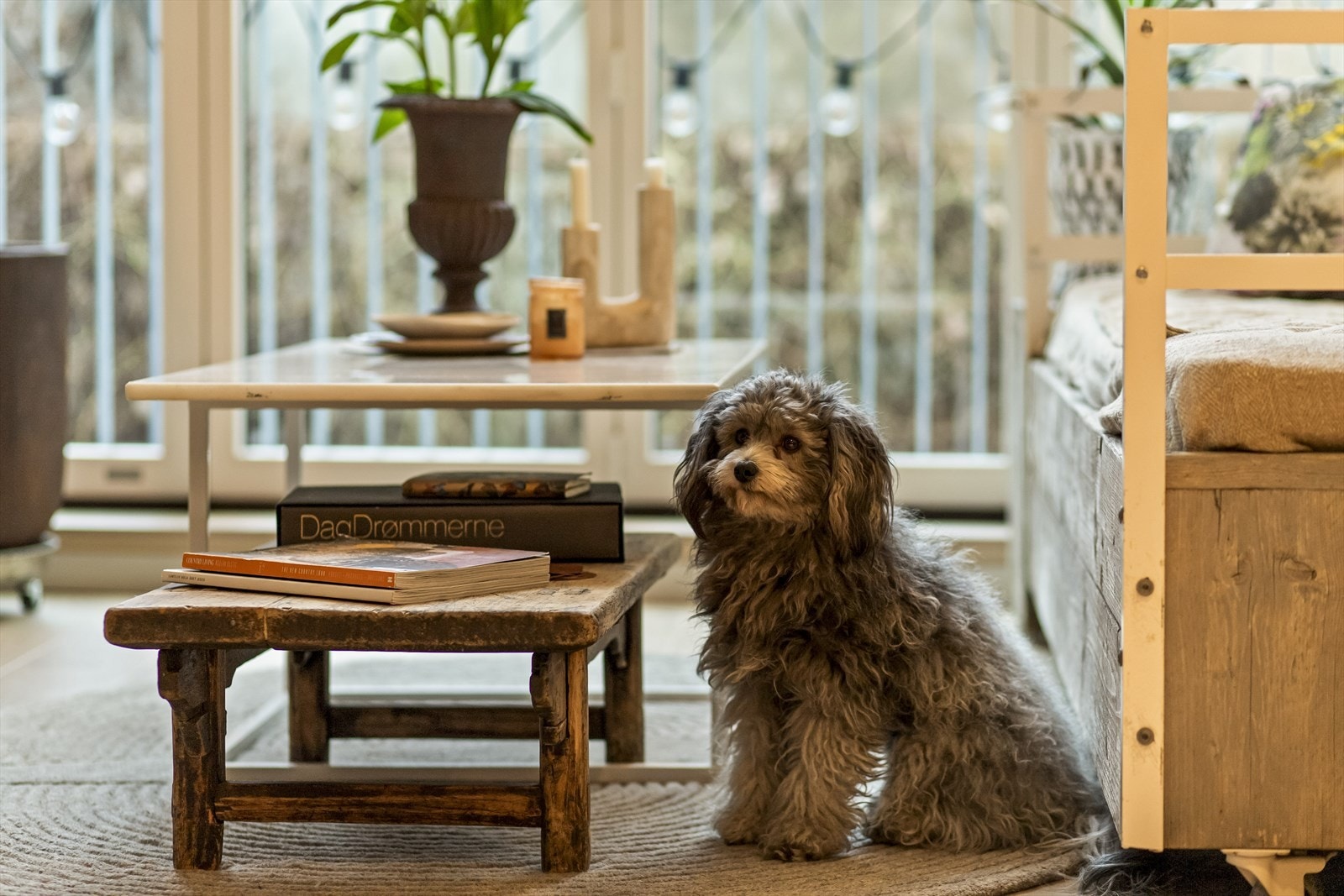 Dyrehold er tillatt for sameiets eiere. Galleribilde