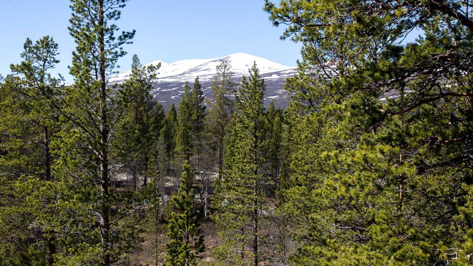 Utsikt fra tomta Galleribilde