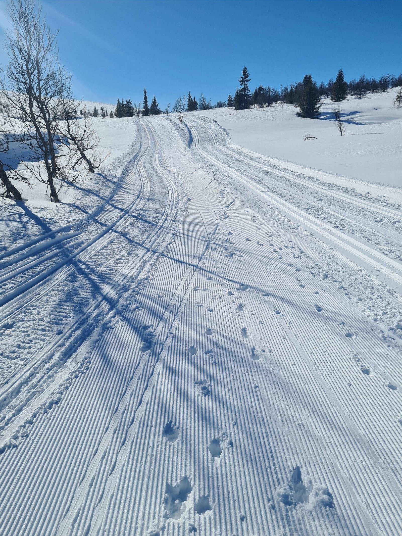 Flotte skiløyper i området. Bilde fra selgers arkiv Galleribilde