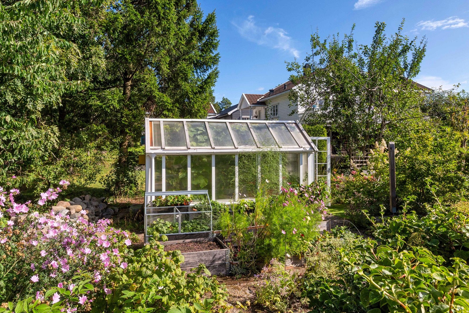 Hage med drivhus Galleribilde