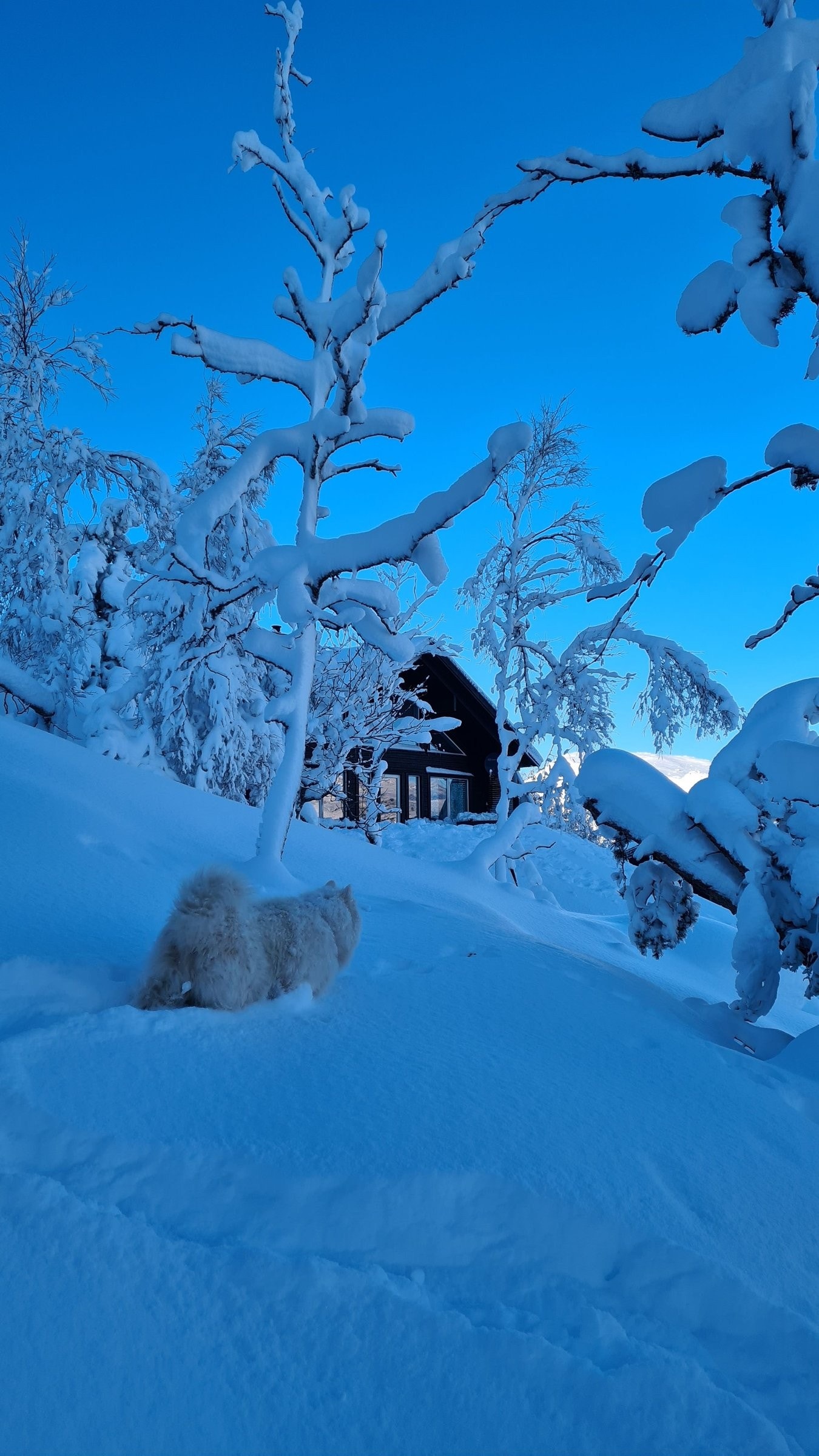 Winter wonderland. Galleribilde