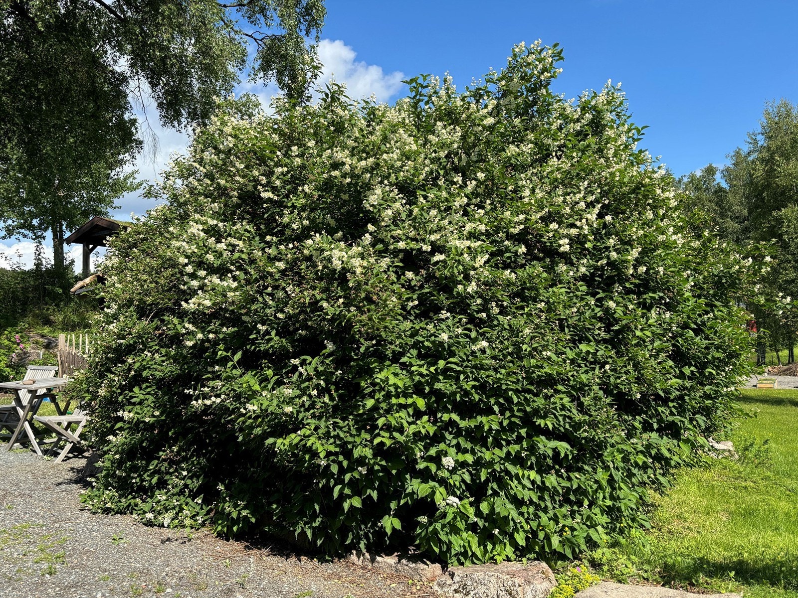 Selger sommerbilde - Jasmin tre i blomst Galleribilde