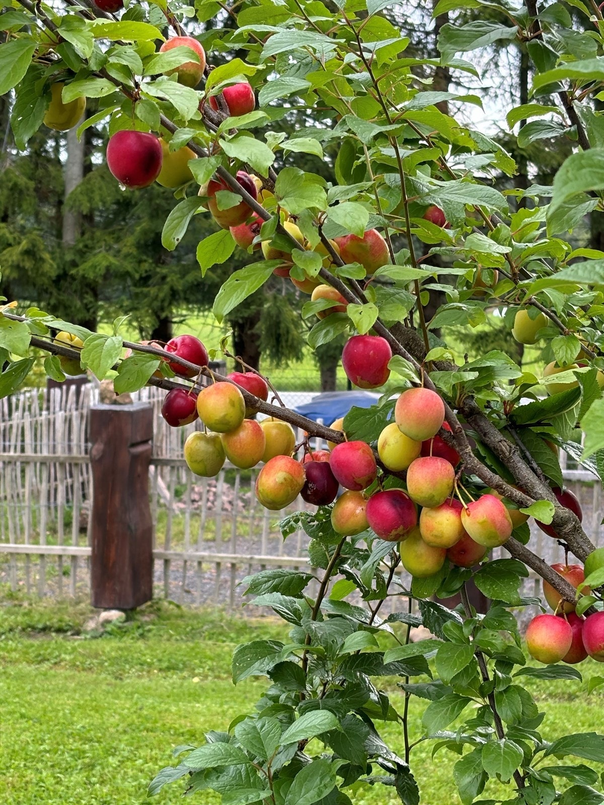 Nydelige spiseplommer Galleribilde