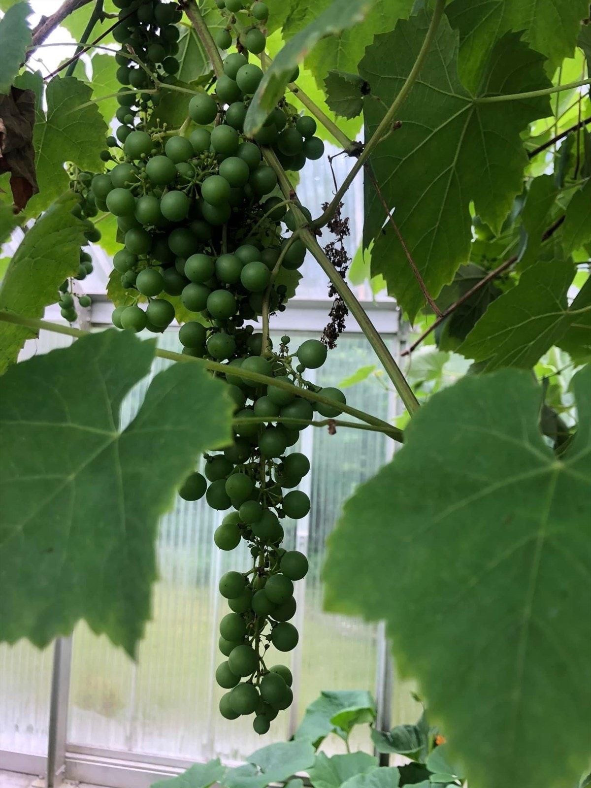 Druer i drivhuset Galleribilde