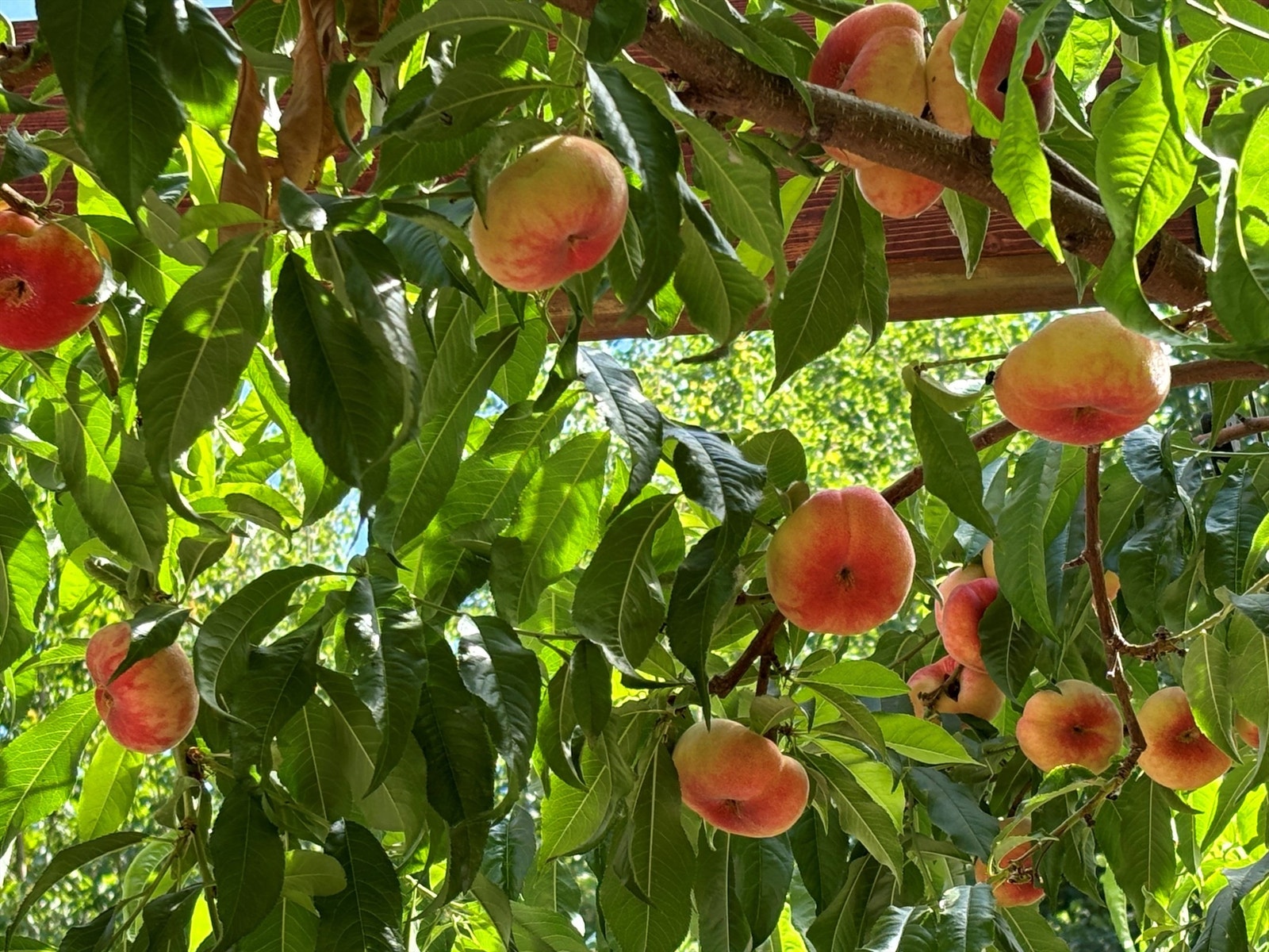 Selger sommerbilde - Herlige ferskner Galleribilde