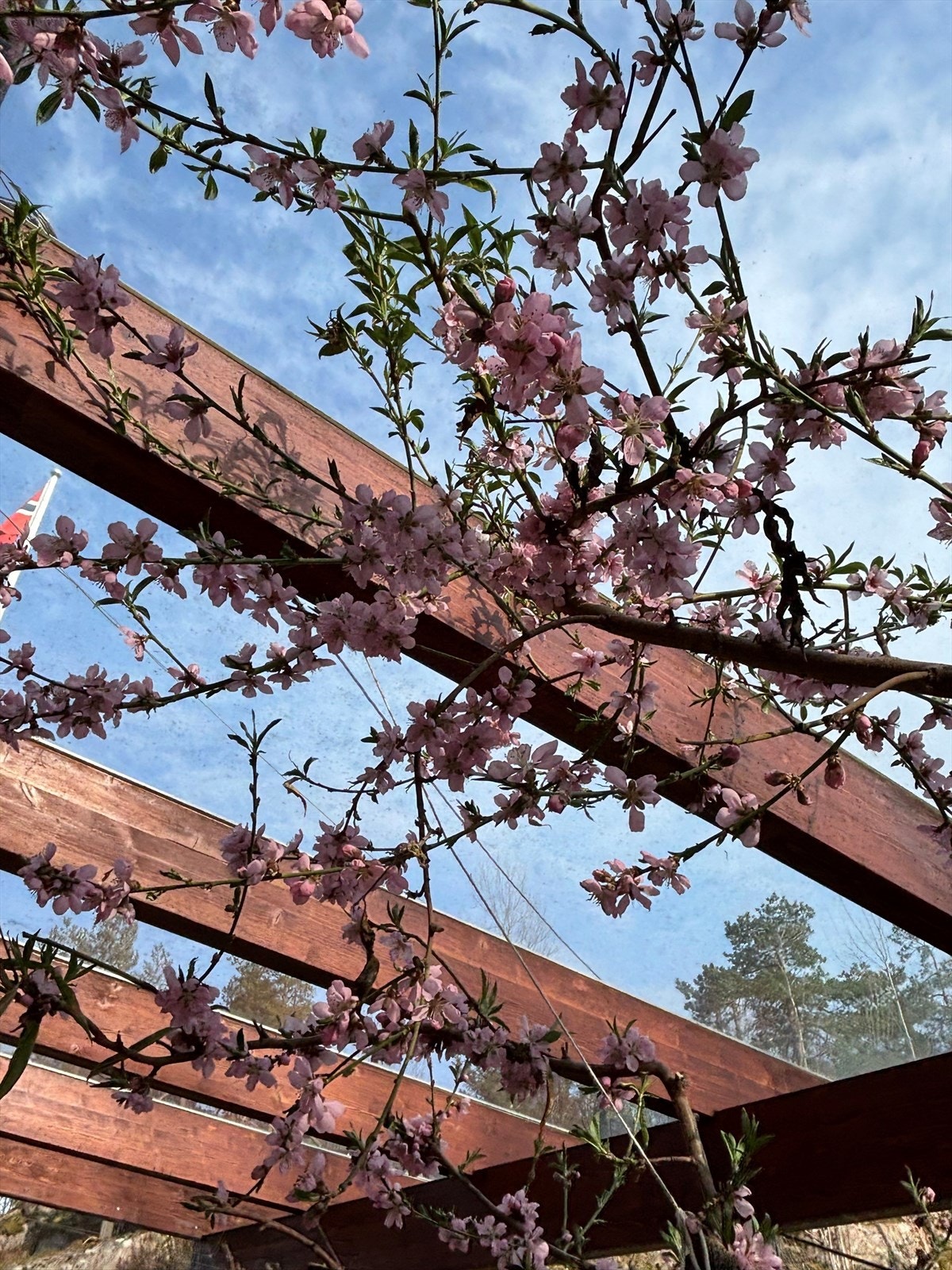 Selgers sommerbilde Galleribilde