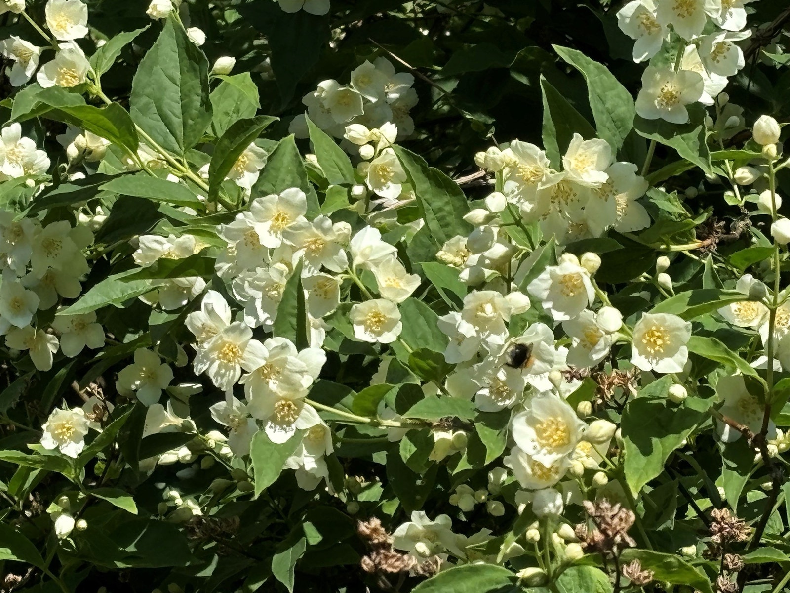 Selger sommerbilde Galleribilde