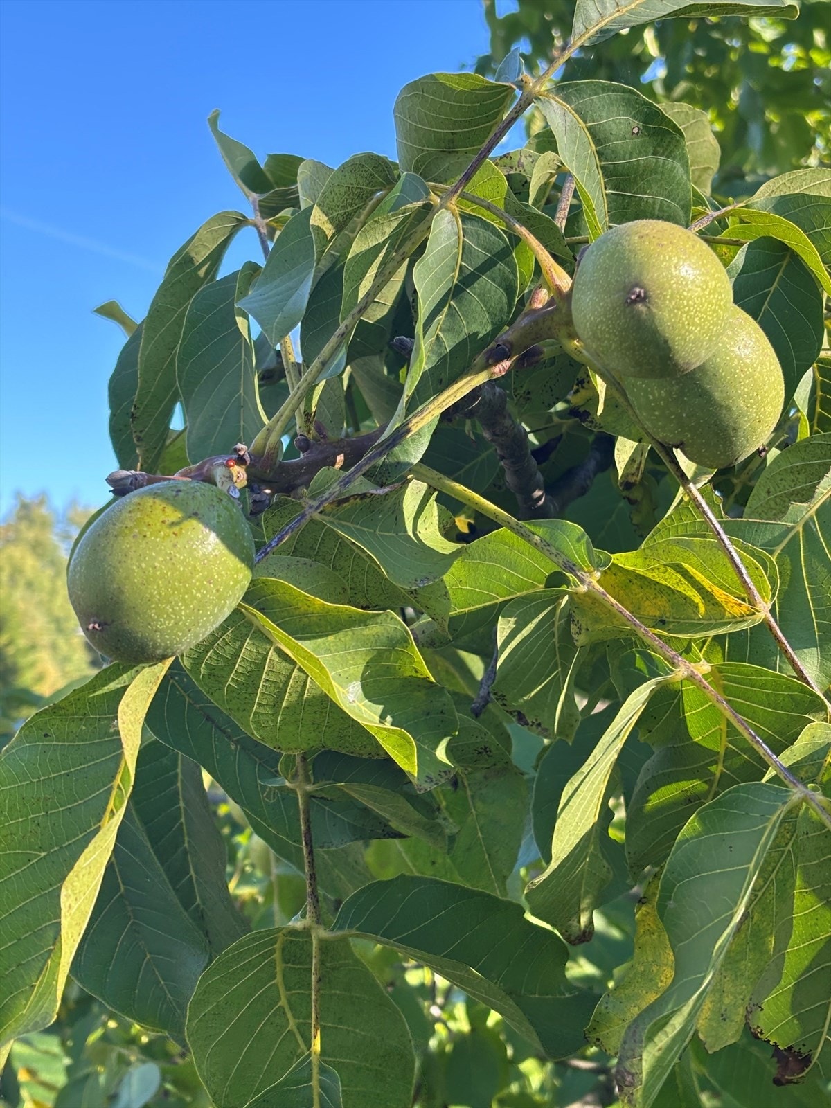 Selgers sommerbilde - Selger høstet 250 valnøtter i 2025 Galleribilde