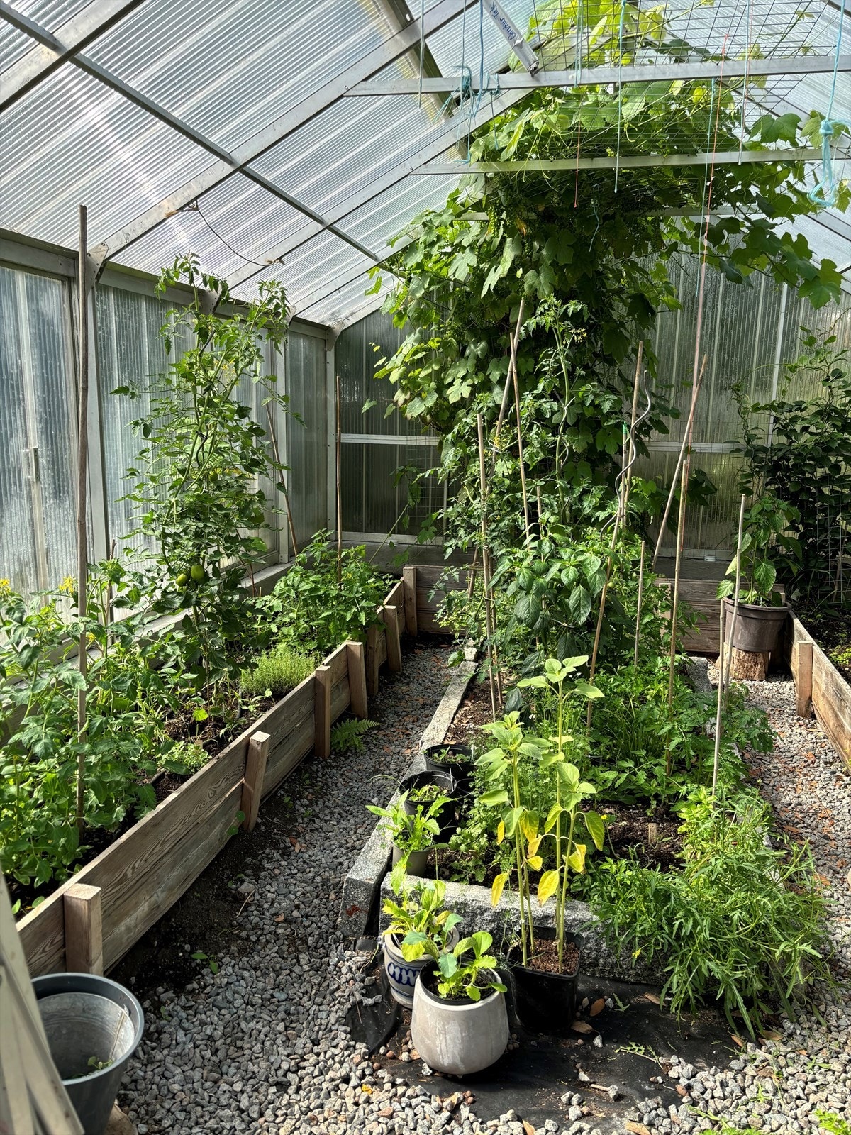 Selgers private bilde av drivhus Galleribilde