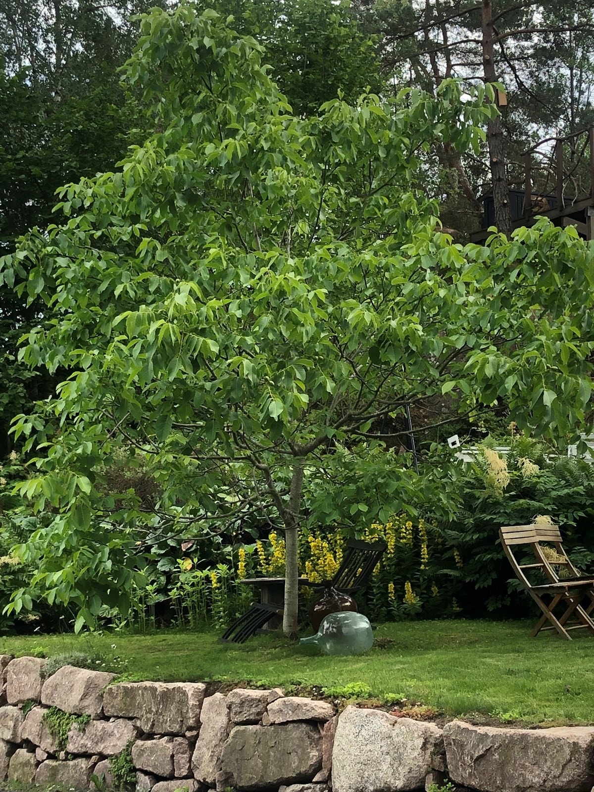 Tomten har flott beplantning og er opparbeidet med flere frukttrær og bærbusker - Selgers sommerbilde av valnøttreet Galleribilde