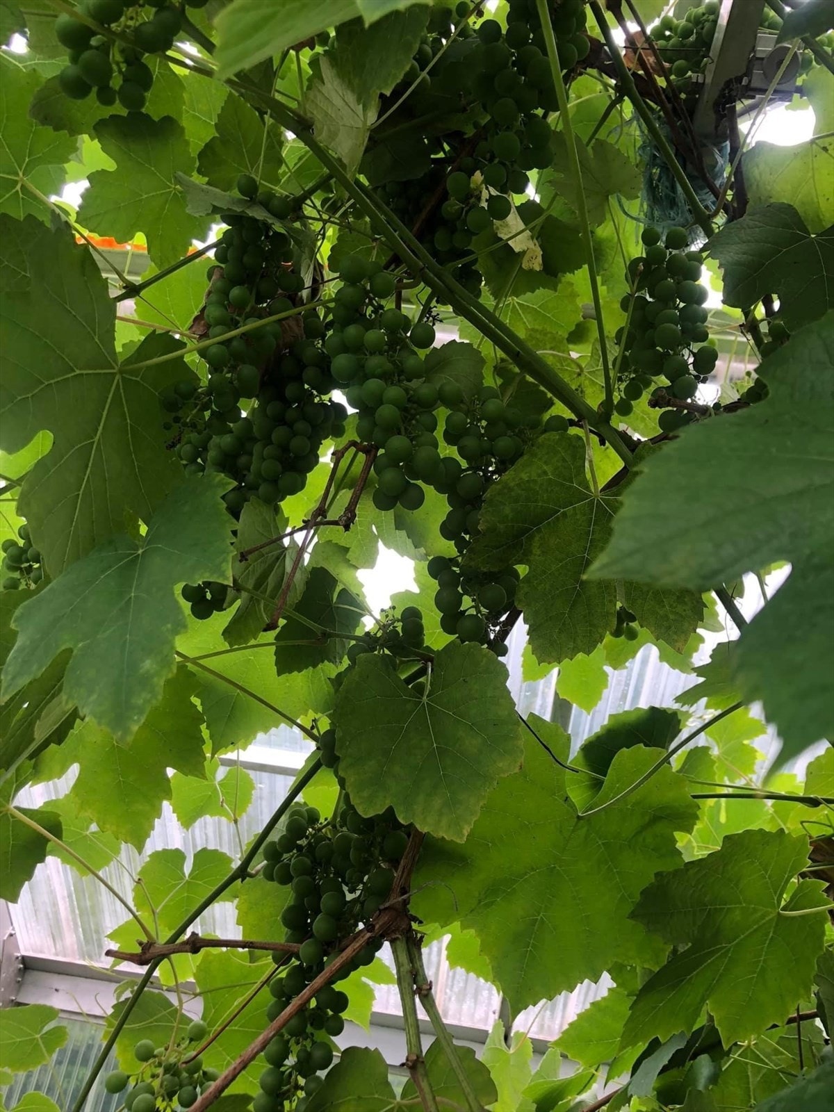 Druer i drivhuset Galleribilde