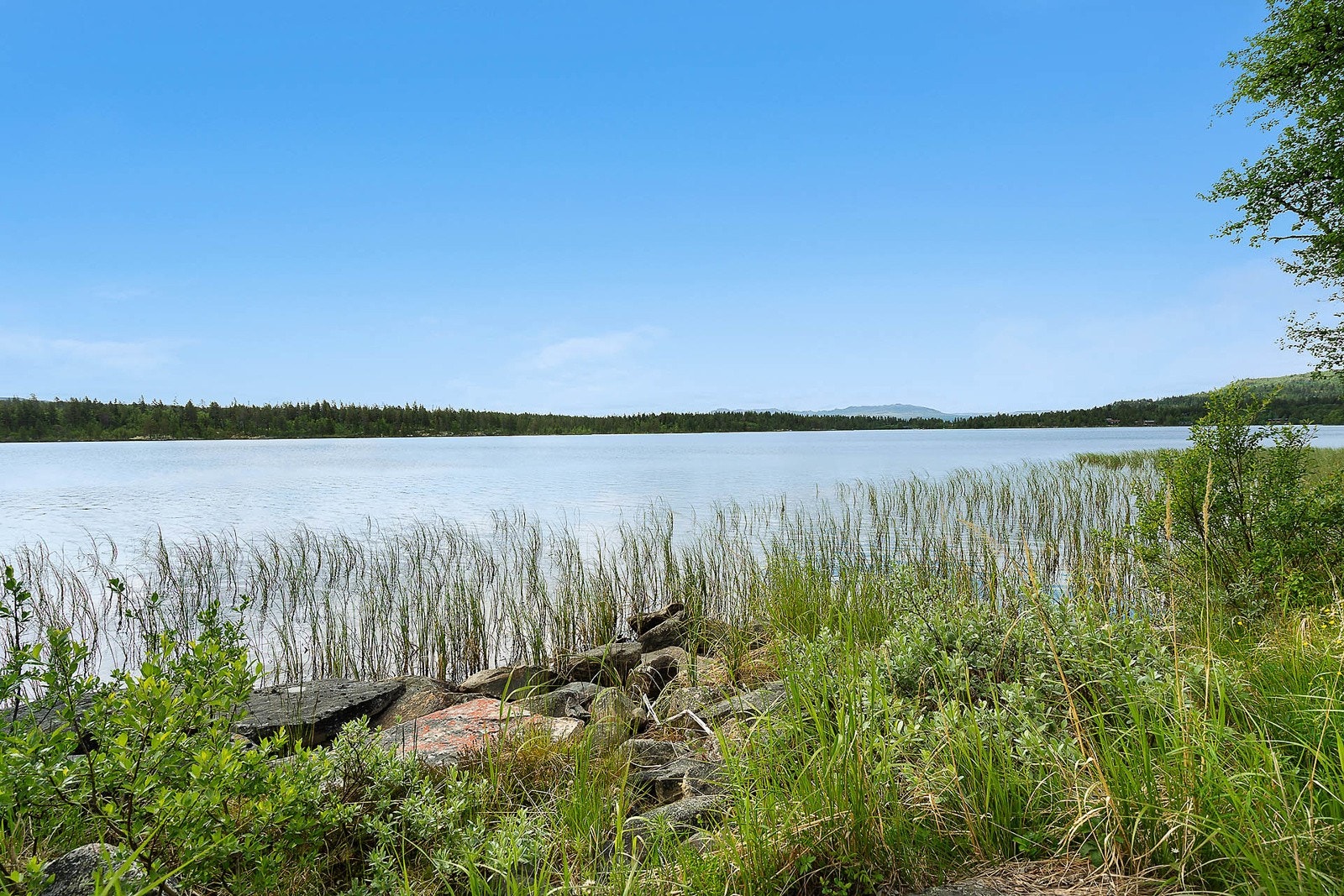 Tomten går helt ned til Buvatn. Galleribilde