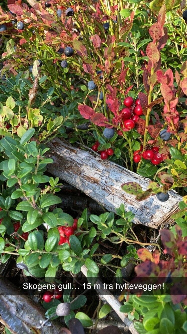 Mye tyttebær rett utenfor hytta. Galleribilde