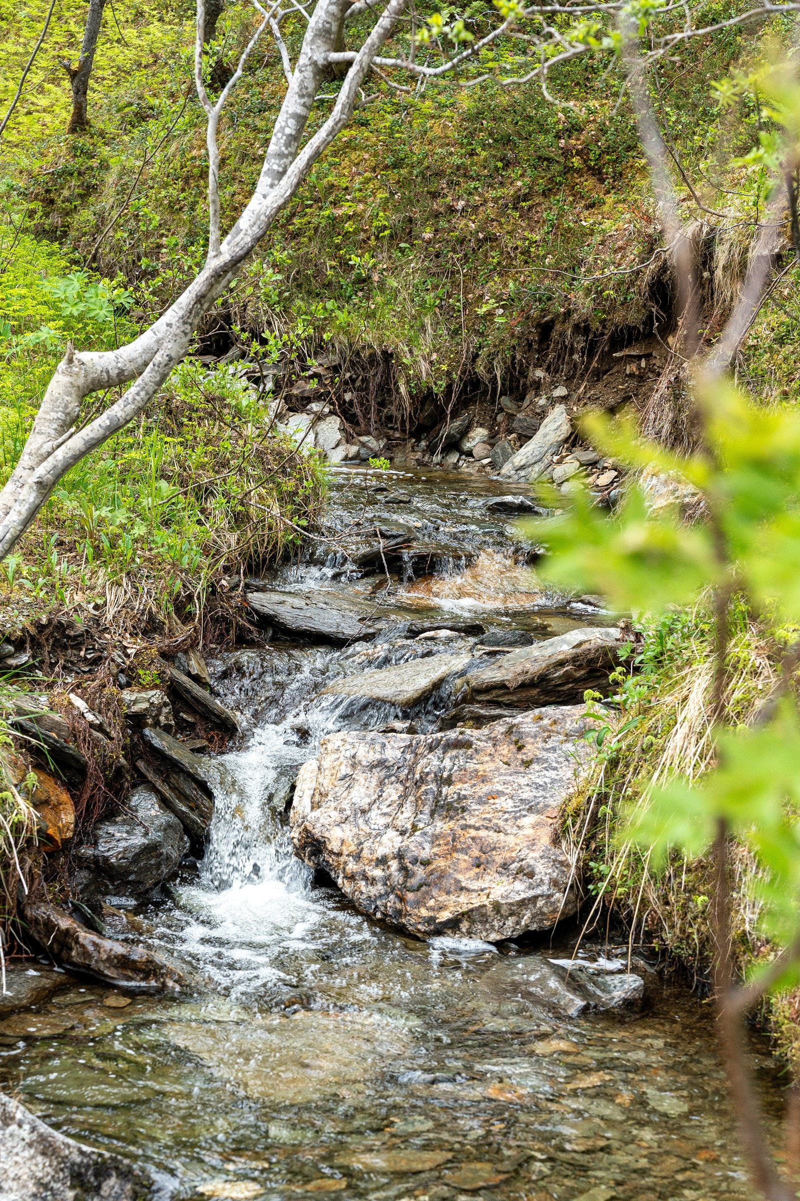 Nærliggende bekk. Galleribilde