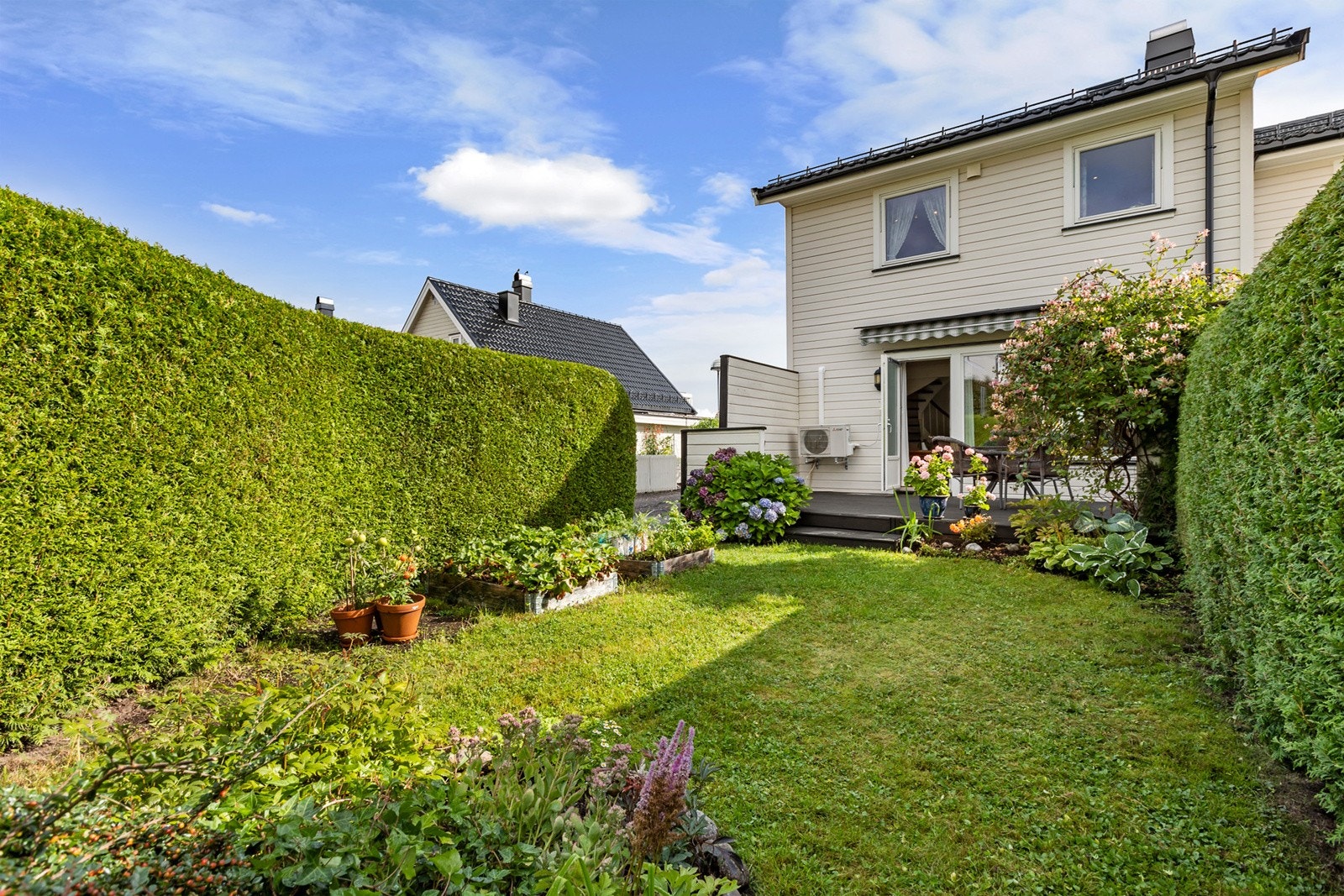 Usjenert hagedel Galleribilde