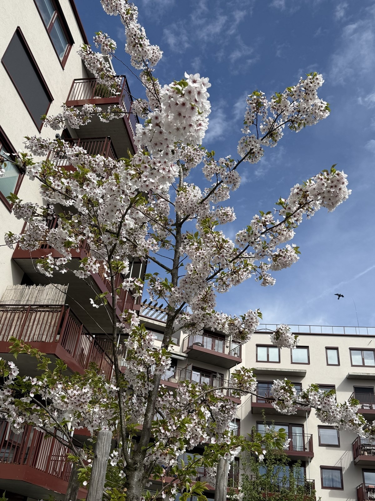 Bakgården er pent opparbeidet med frodige trær med blomster på Galleribilde