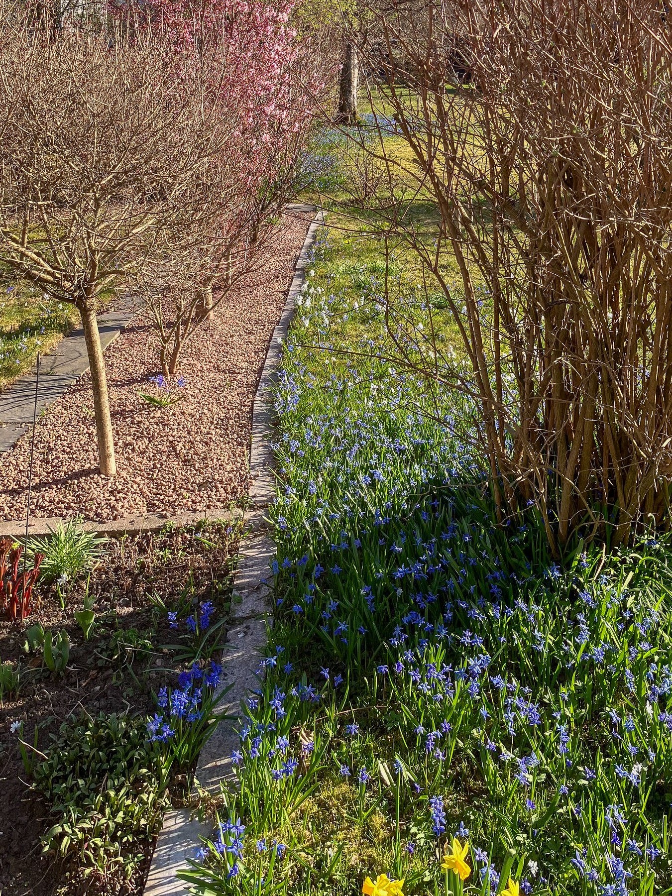 Blomstereng på egen tomt ( privat bilde) Galleribilde