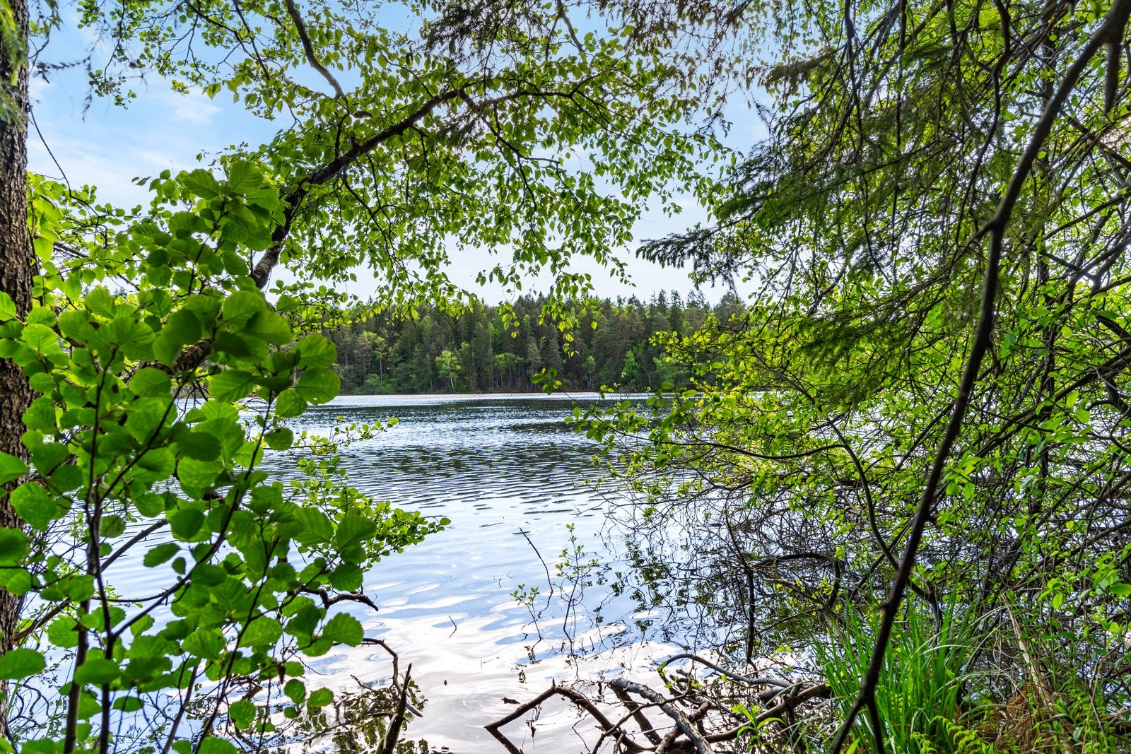 Nærhet til Nesøya tjernet Galleribilde