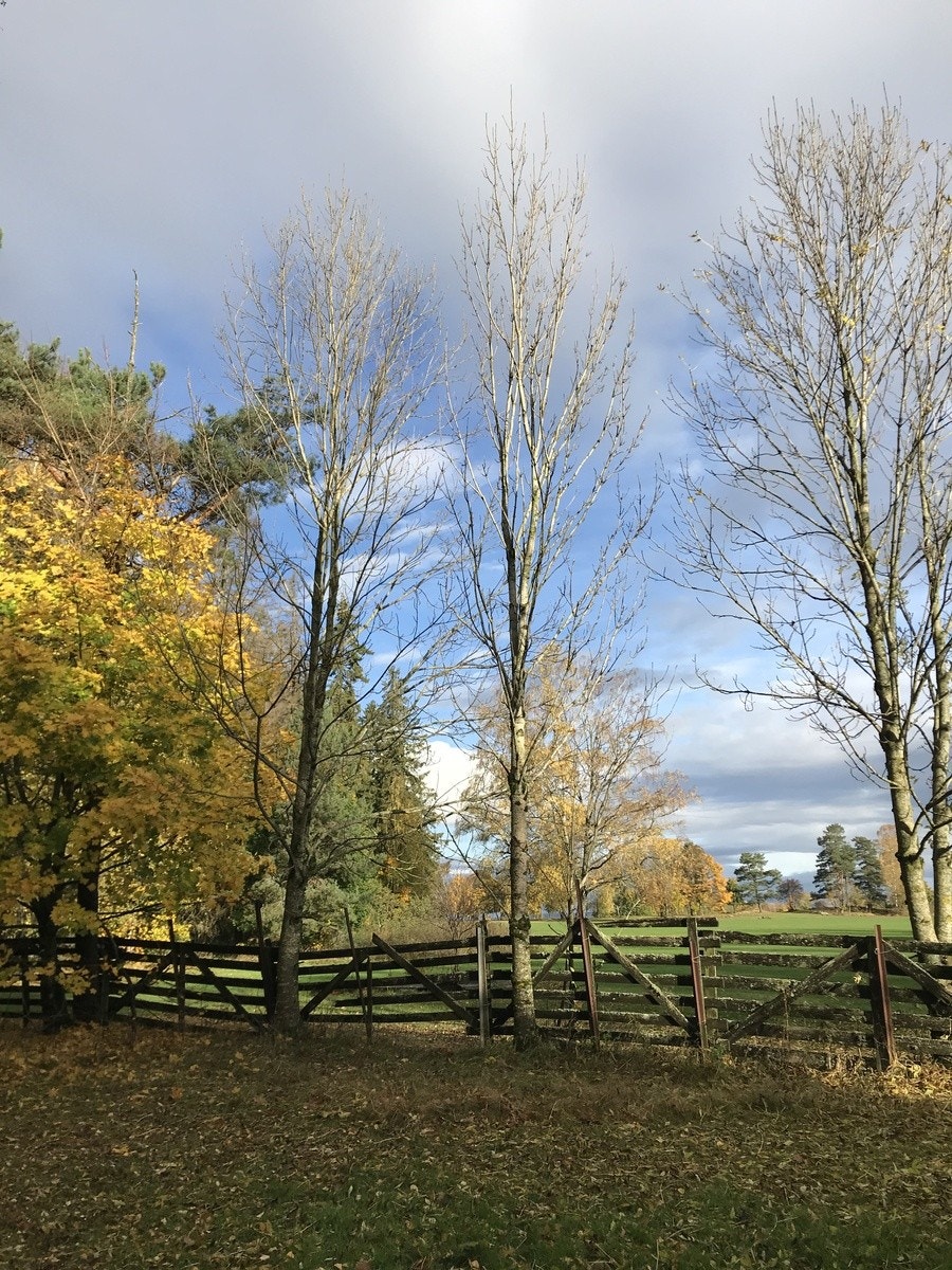 Ekebergparken Galleribilde