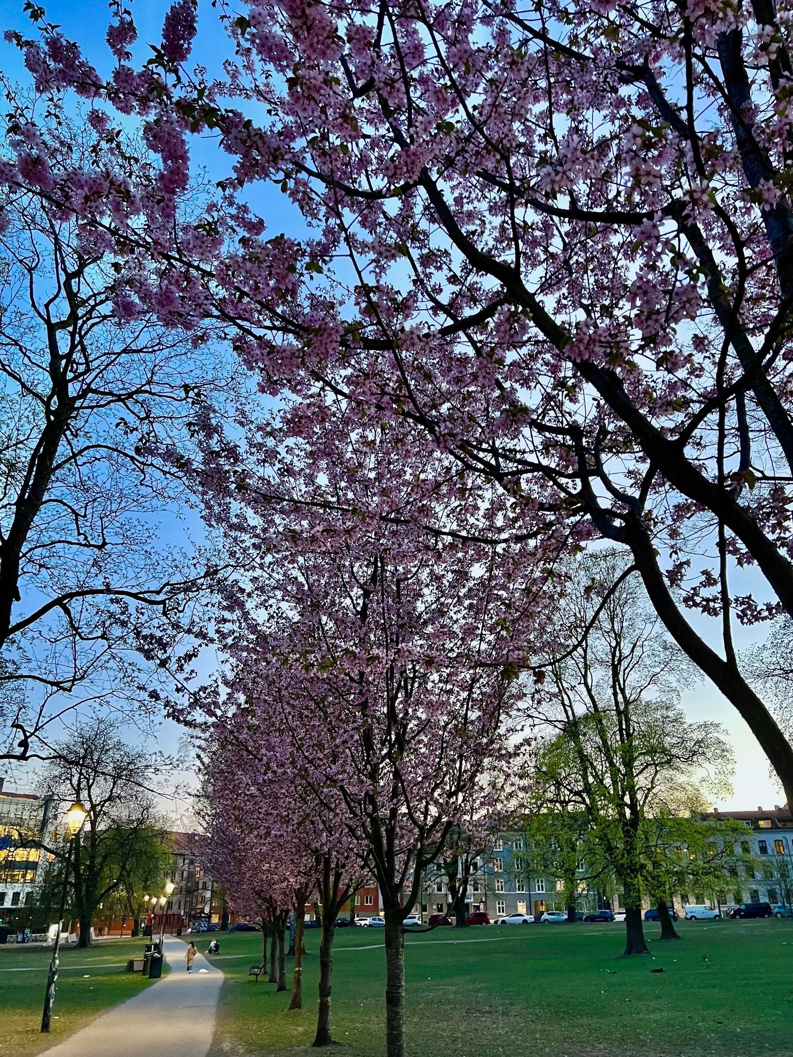 Leiligheten befinner seg midt mellom Sofienbergparken... Galleribilde