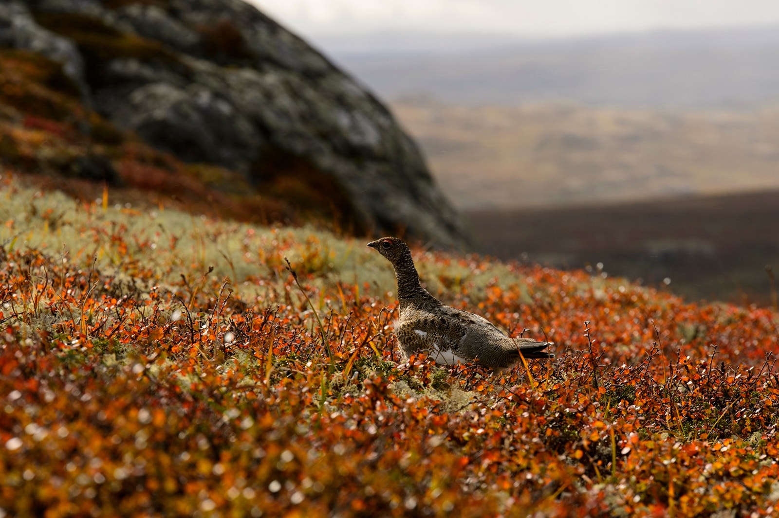 Området har også et rikt plante- og dyreliv. Galleribilde