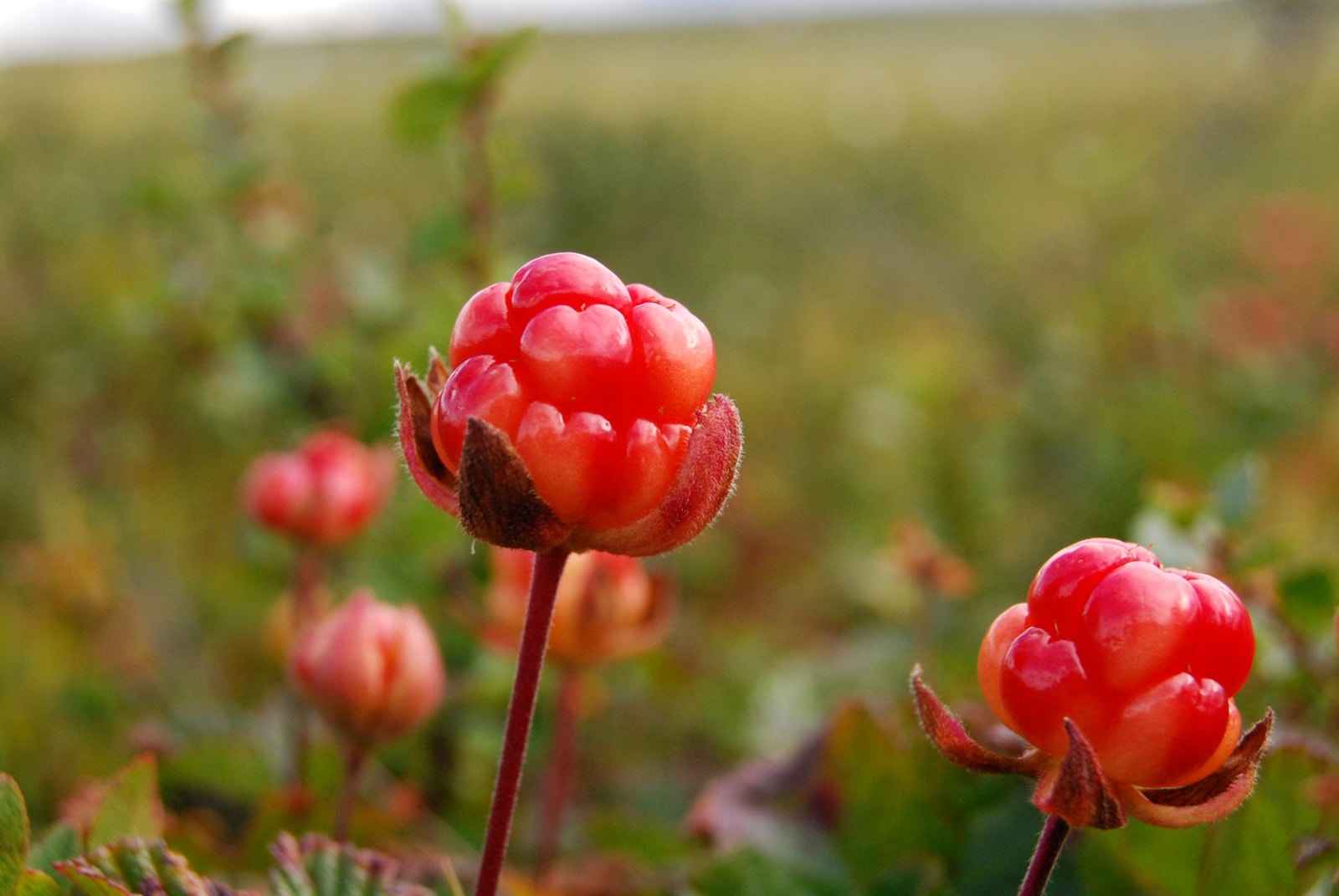 Området har gode bærforekomster. Galleribilde