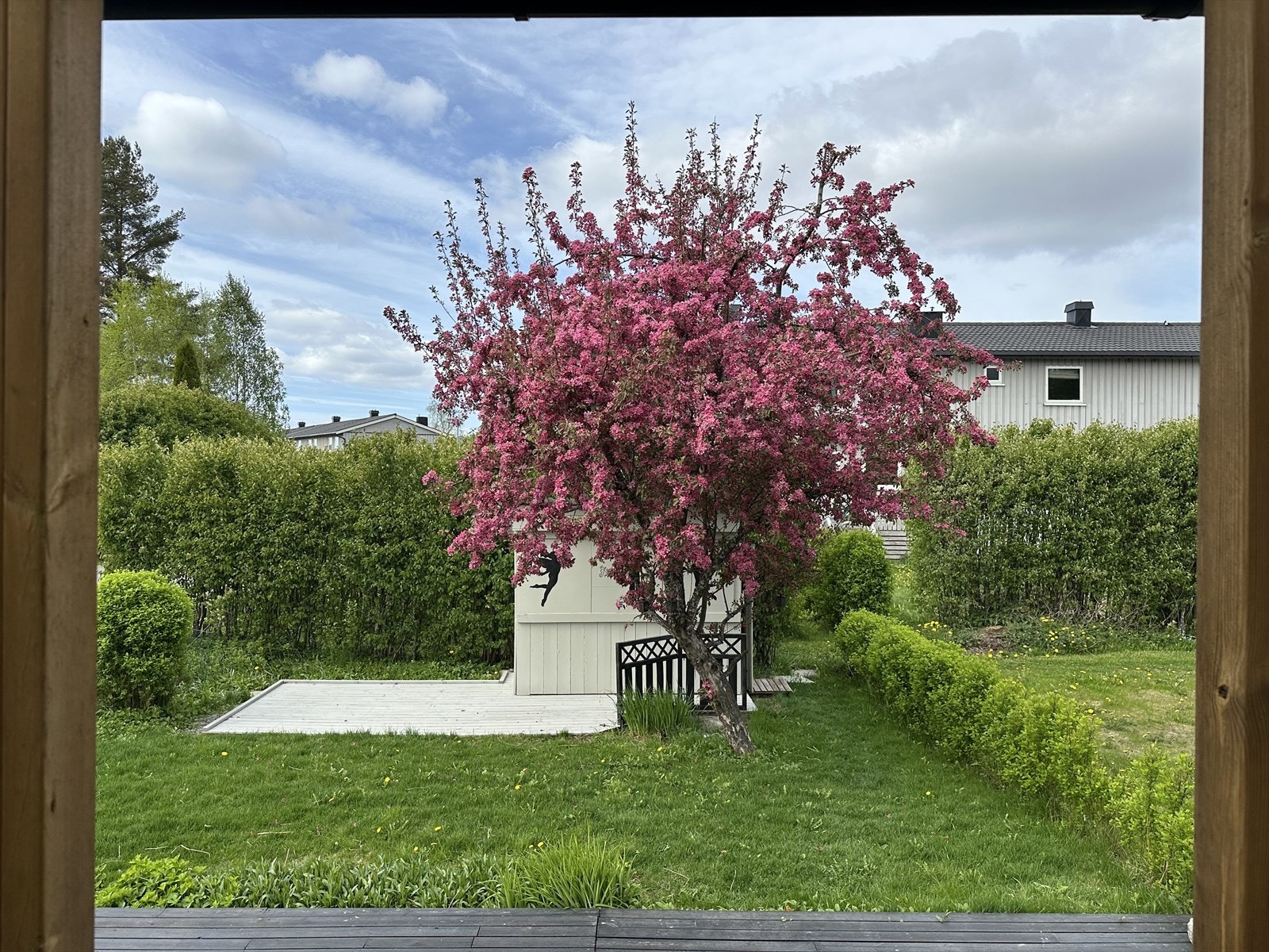 Prydtreet i hagen blomstrer på våren og er et vakkert skue! Galleribilde